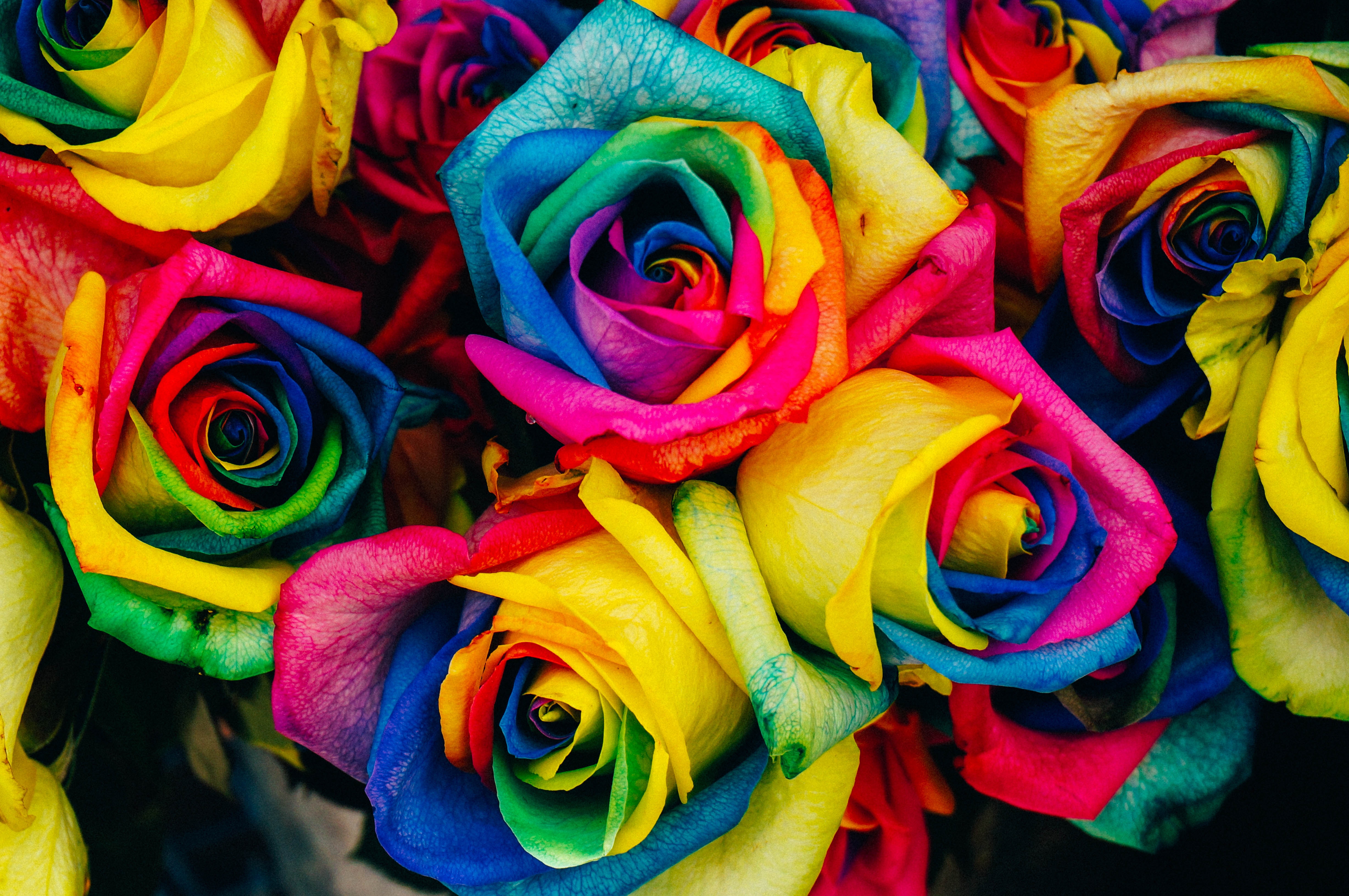 121345 baixar papel de parede arco íris, flores, rosas, multicolorido, motley, iridescente - protetores de tela e imagens gratuitamente