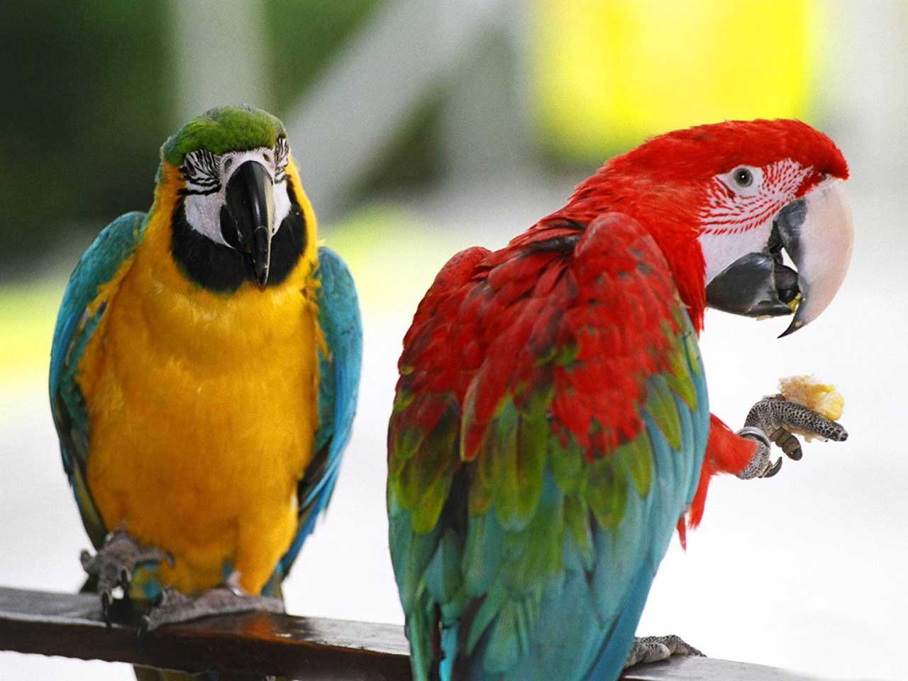 Laden Sie das Tiere, Vogel, Ara-Bild kostenlos auf Ihren PC-Desktop herunter