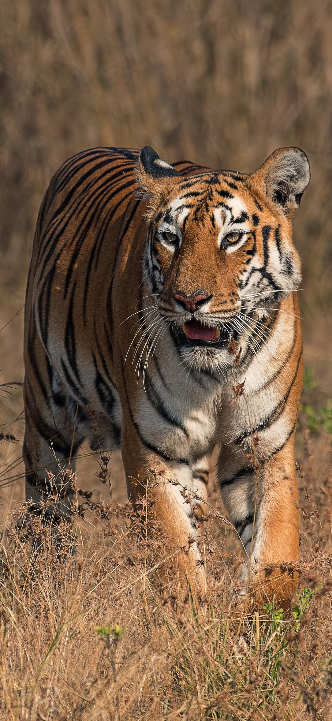 Descarga gratuita de fondo de pantalla para móvil de Animales, Gatos, Tigre.