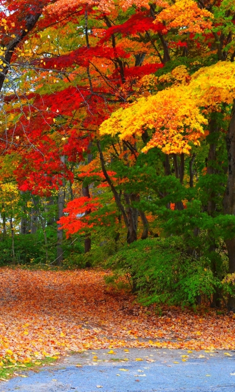 Download mobile wallpaper Forest, Tree, Leaf, Fall, Earth, Path for free.