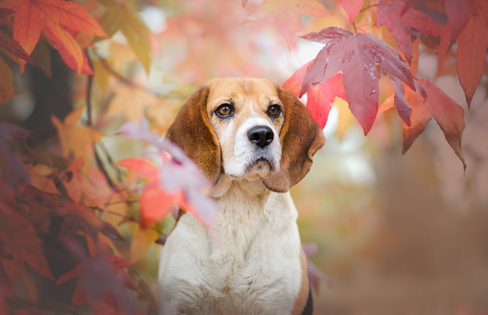 Handy-Wallpaper Tiere, Hunde, Hund, Beagle kostenlos herunterladen.