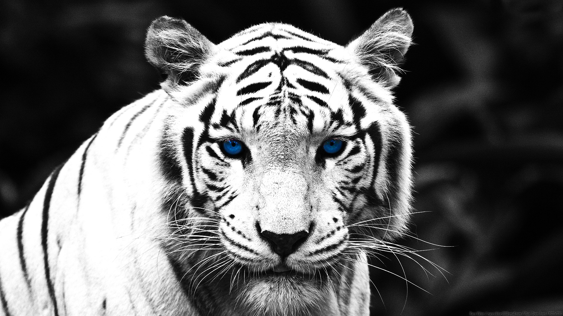 307971 télécharger le fond d'écran tigre blanc, animaux, chats - économiseurs d'écran et images gratuitement