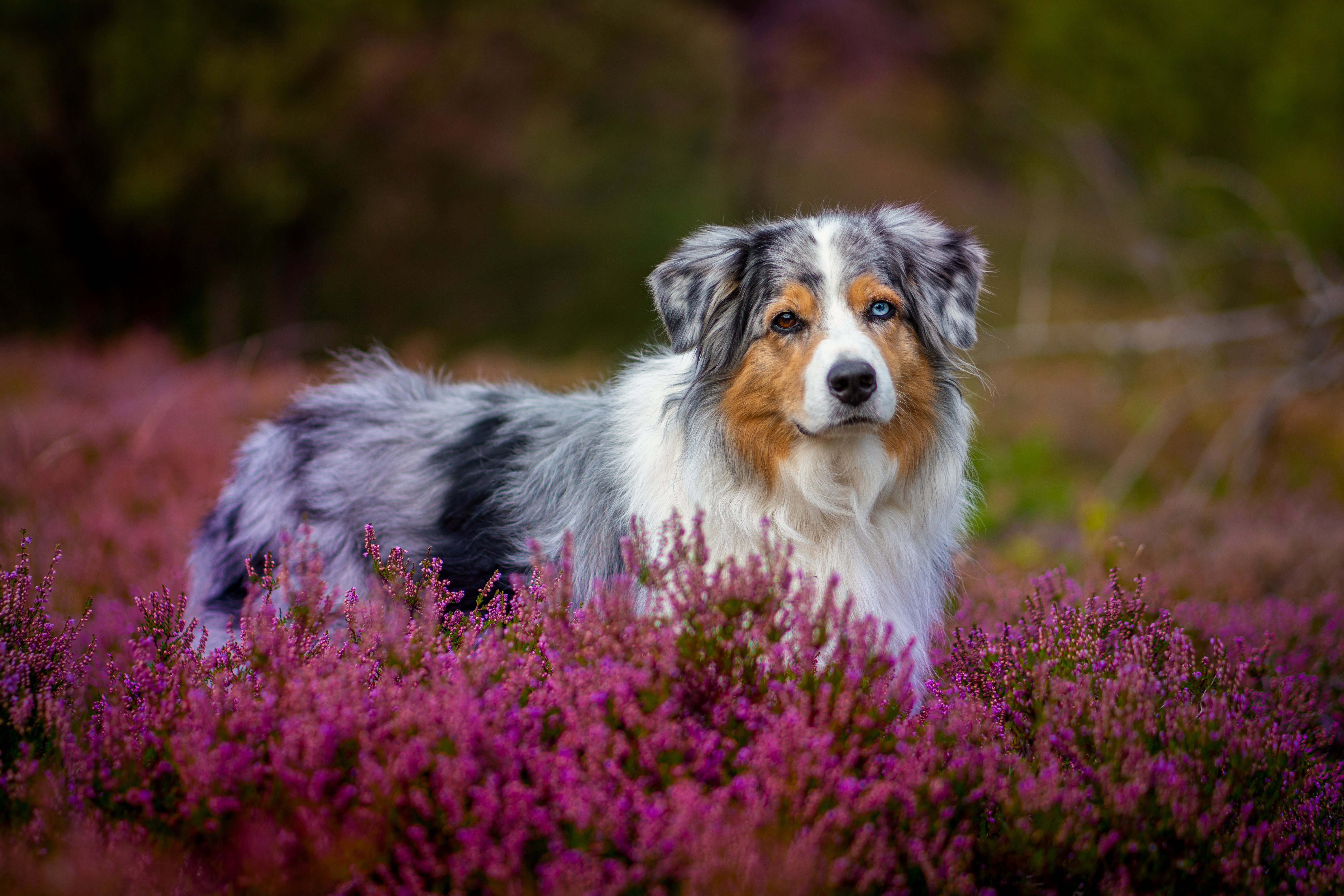 animal, australian shepherd, dog, flower, heather, dogs HD wallpaper