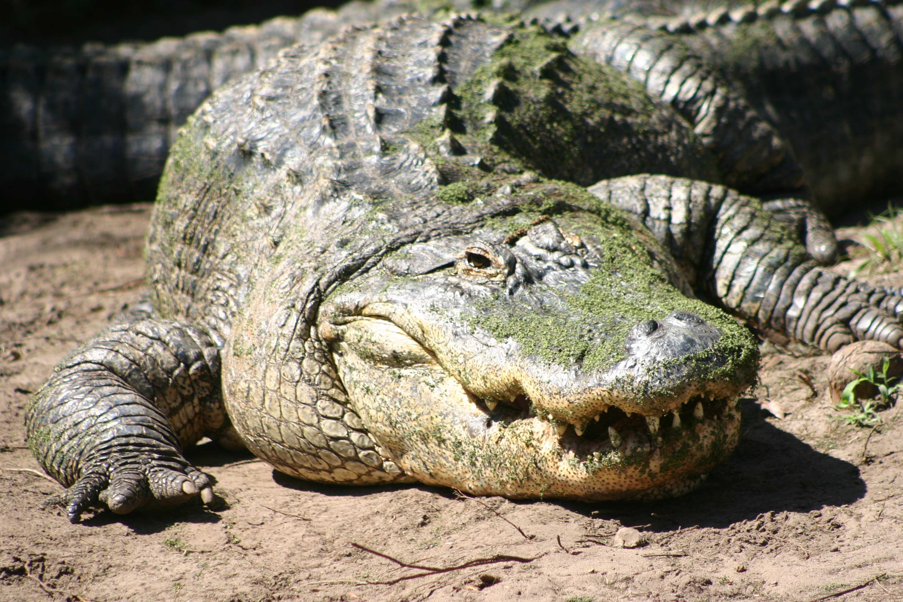 Free download wallpaper Animal, Reptile, Reptiles, Crocodile on your PC desktop
