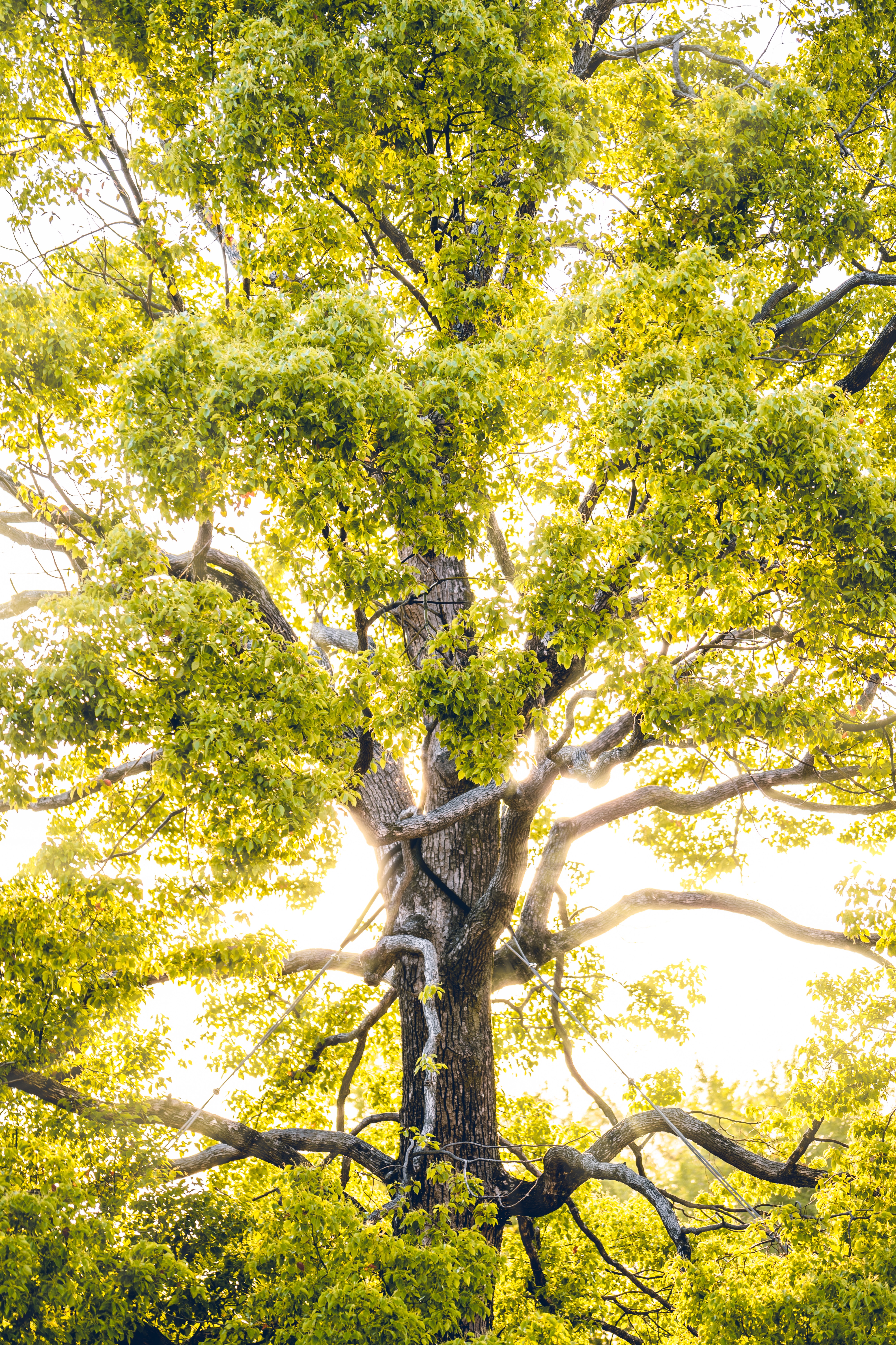 Download mobile wallpaper Beams, Wood, Rays, Tree, Branches, Sunlight, Nature, Bright for free.
