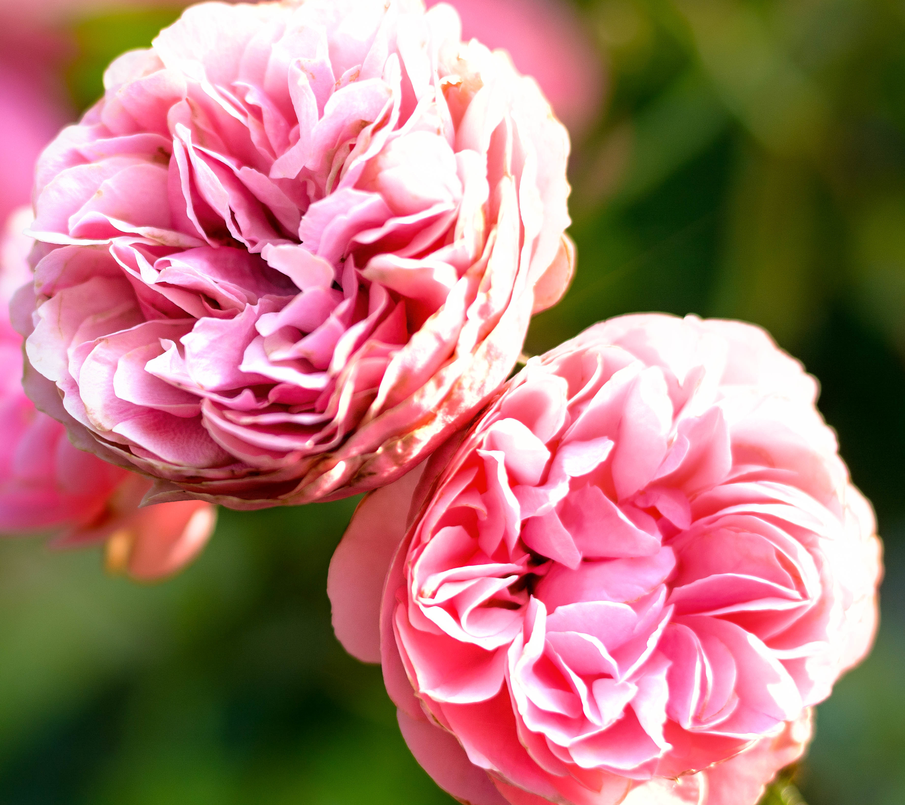 無料モバイル壁紙フラワーズ, 花, 大きい, 地球, ぼかし, ピンクの花をダウンロードします。