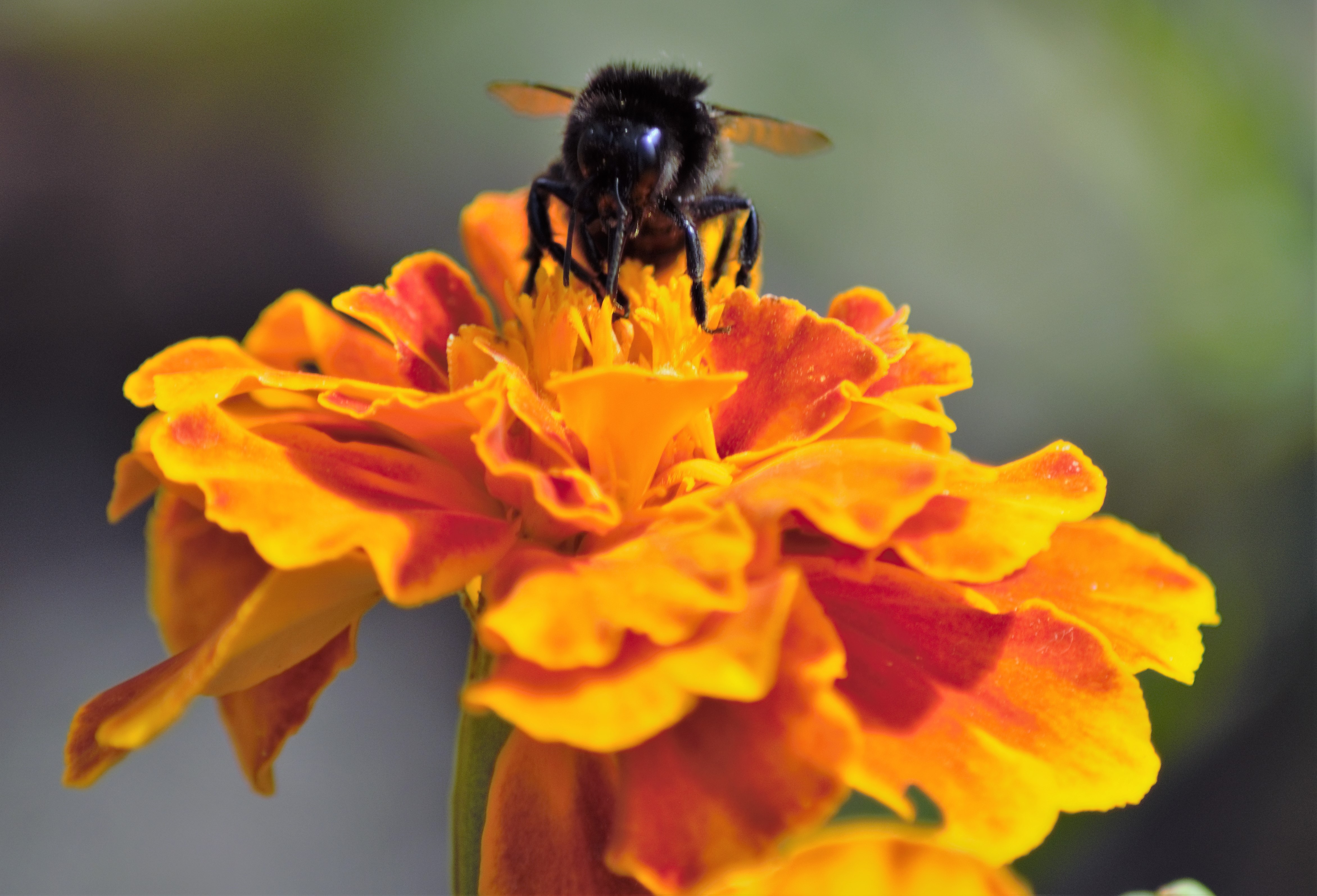 Handy-Wallpaper Tiere, Insekten, Blume, Insekt, Biene kostenlos herunterladen.