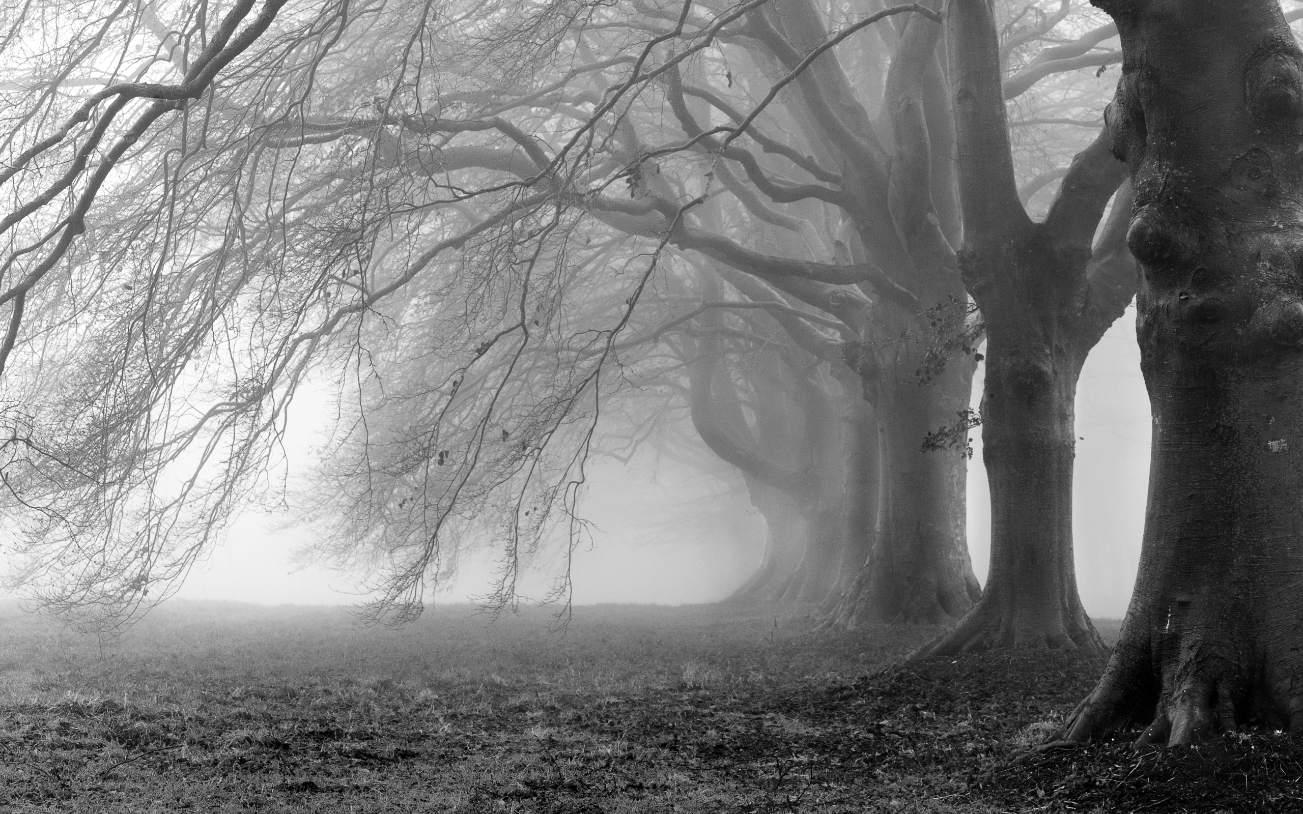 Free download wallpaper Halloween, Forest, Fog, Earth on your PC desktop