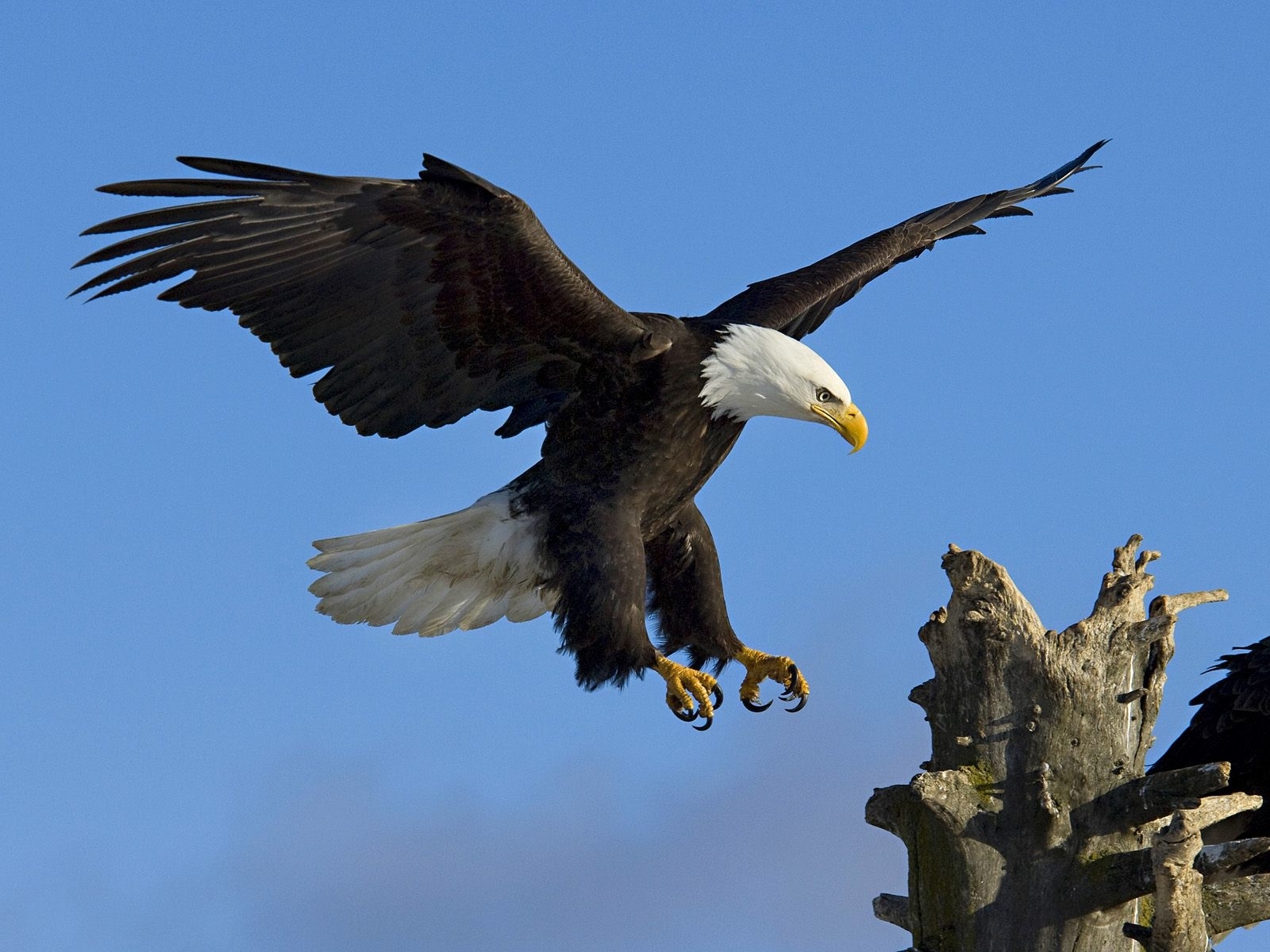 6971 baixar papel de parede eagles, animais, aves, azul - protetores de tela e imagens gratuitamente