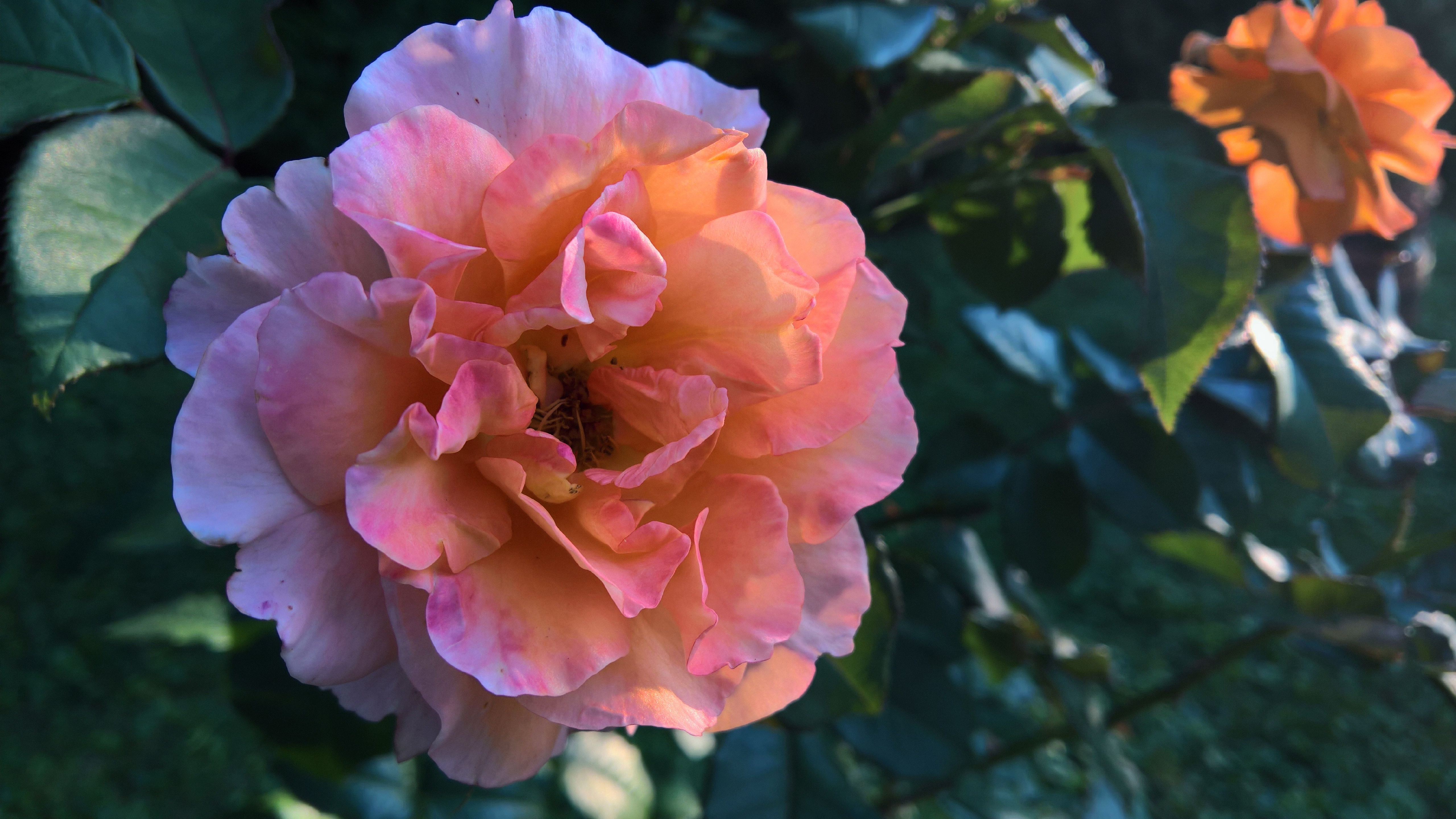Скачать картинку Цветок, Роза, Земля/природа, Розовый Цветок, Розовая Роза, Флауэрсы в телефон бесплатно.