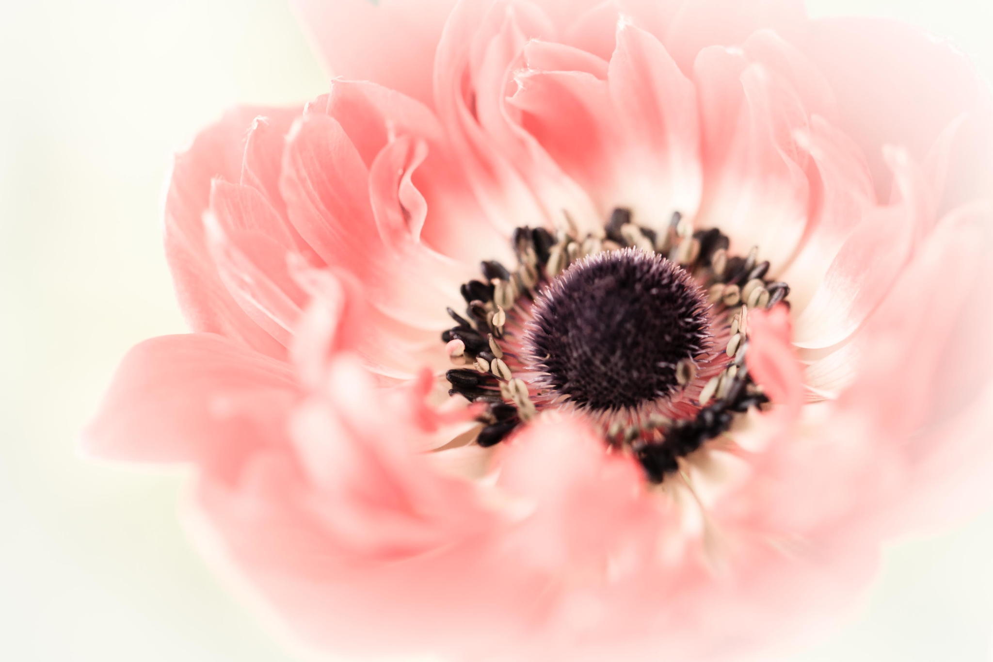 poppy, flower, macro, petals, bud Full HD
