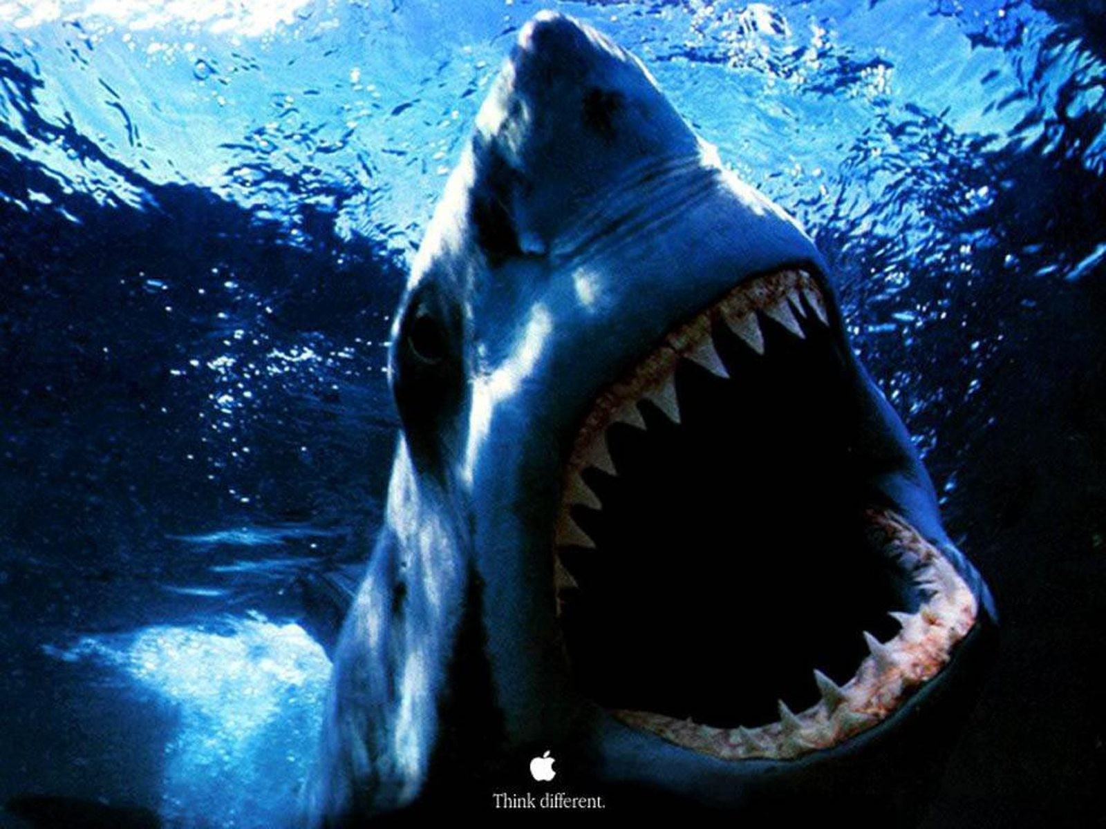 Download mobile wallpaper Animal, Shark for free.