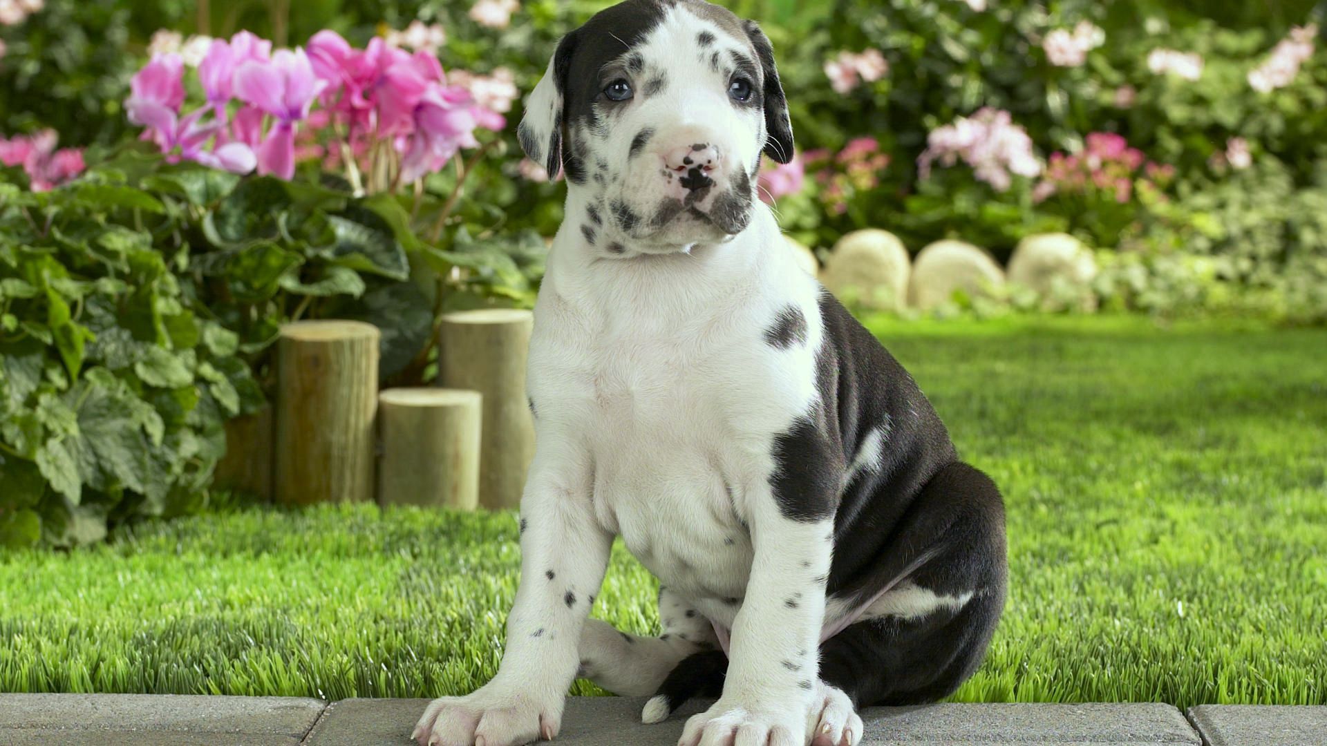 PC Wallpapers animals, flowers, grass, sit, spotted, spotty, puppy