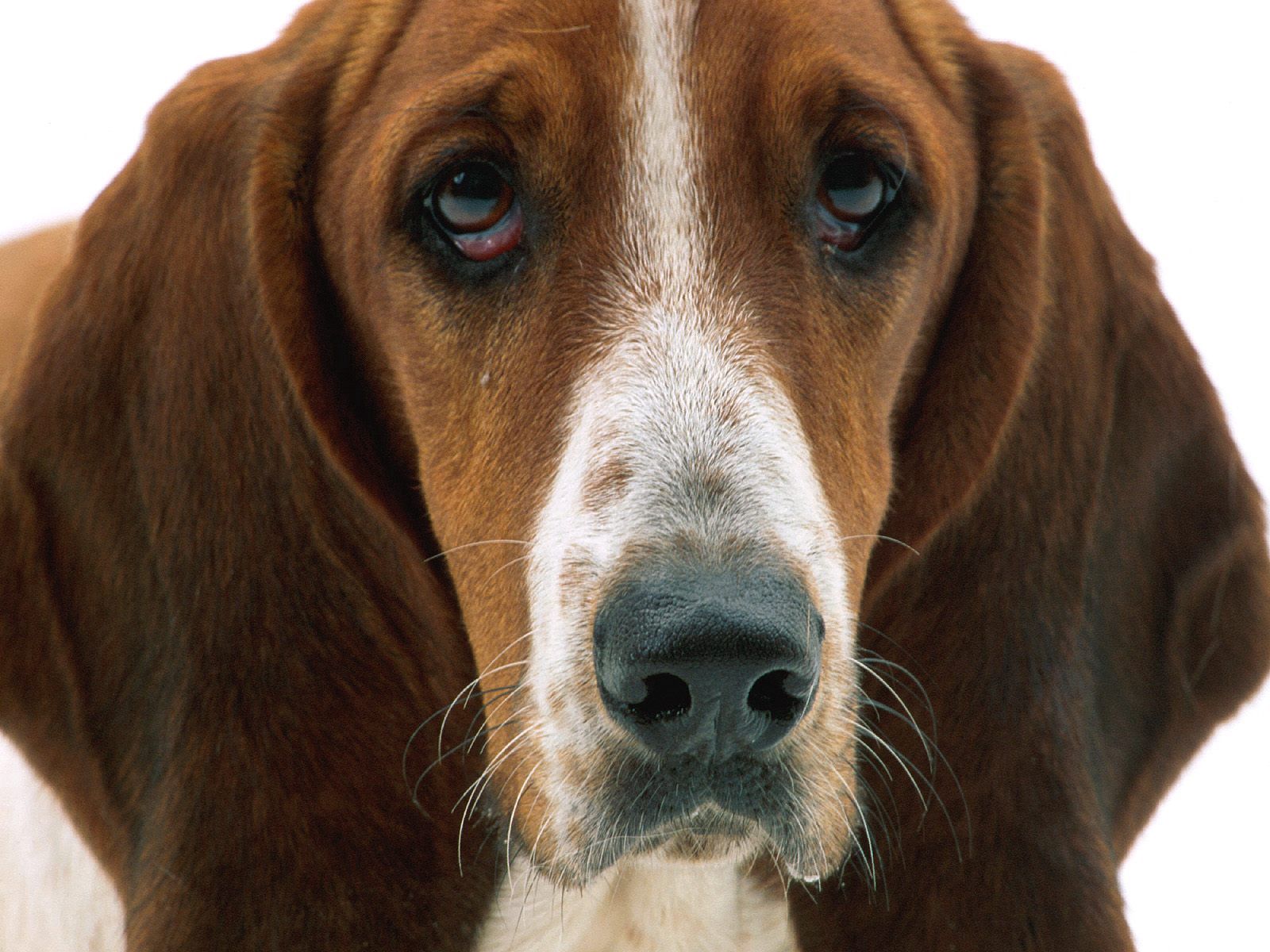 Laden Sie das Schnauze, Ohren, Tiere, Trauer, Hund, Traurigkeit-Bild kostenlos auf Ihren PC-Desktop herunter