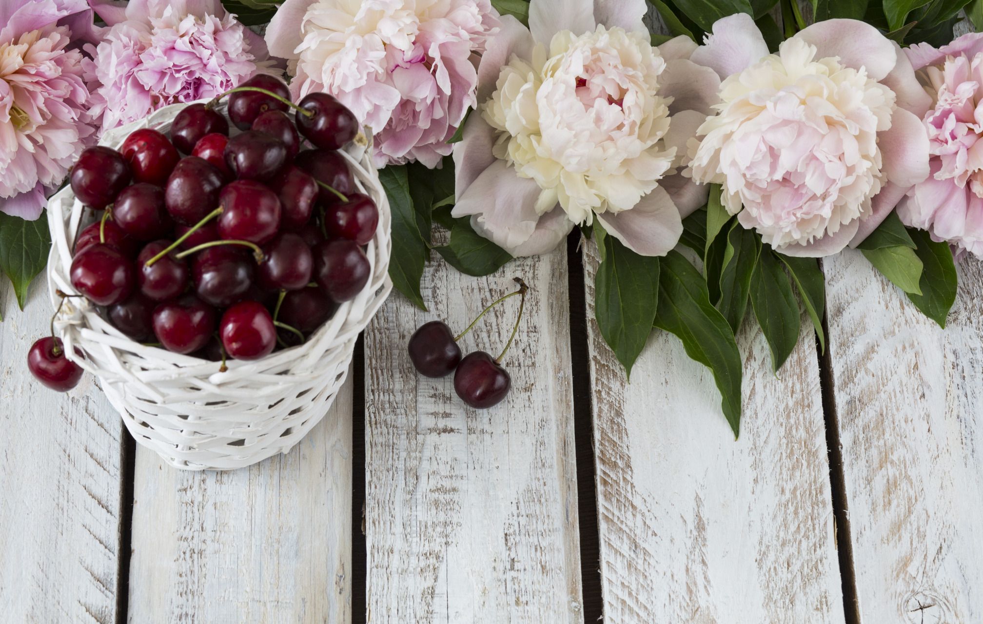Download mobile wallpaper Cherry, Still Life, Flower, Photography, Peony, Pink Flower for free.