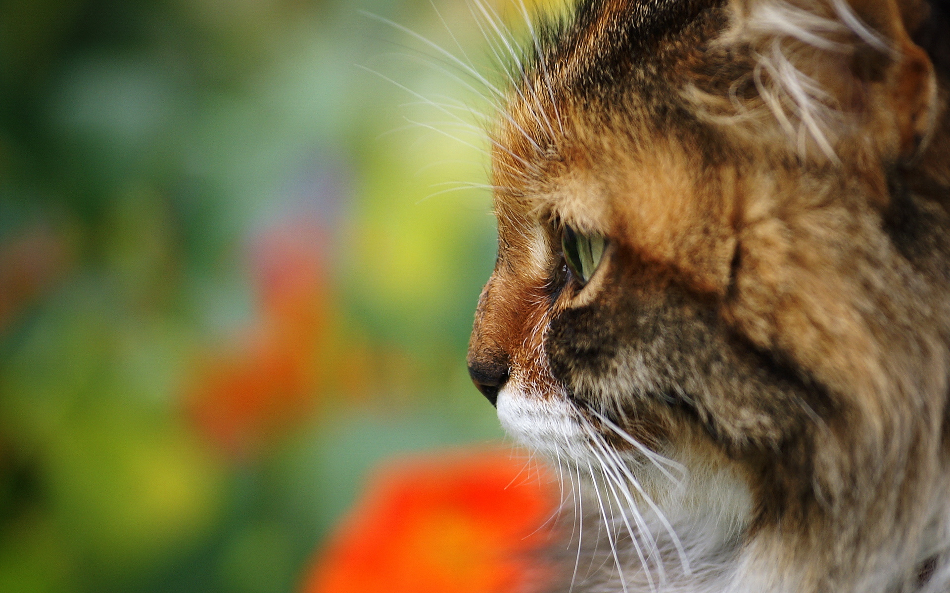 Descarga gratuita de fondo de pantalla para móvil de Animales, Gatos, Gato.