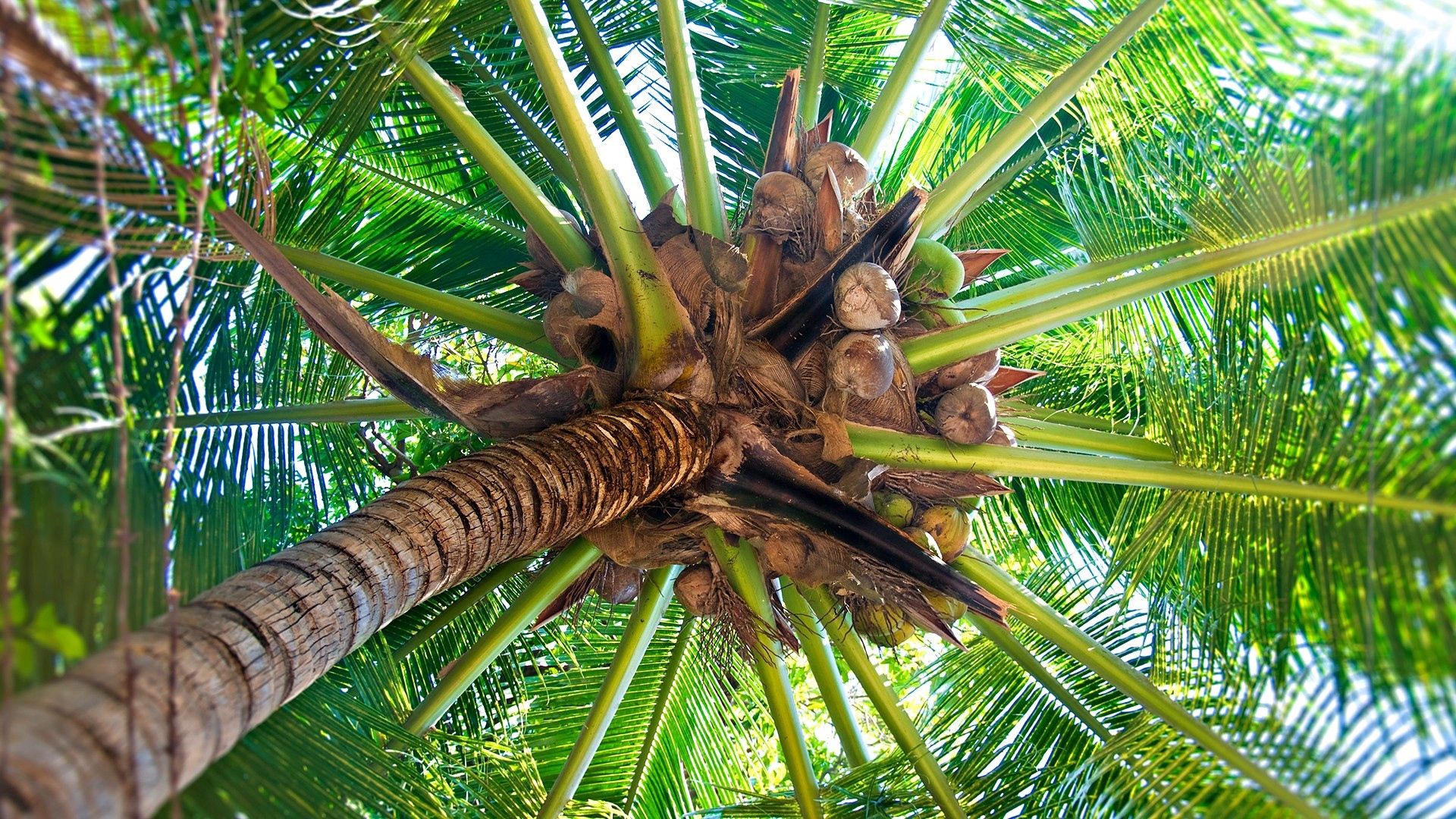 92440 скачать обои кокосы, природа, пальма, ветви, ствол, плоды, снизу - заставки и картинки бесплатно