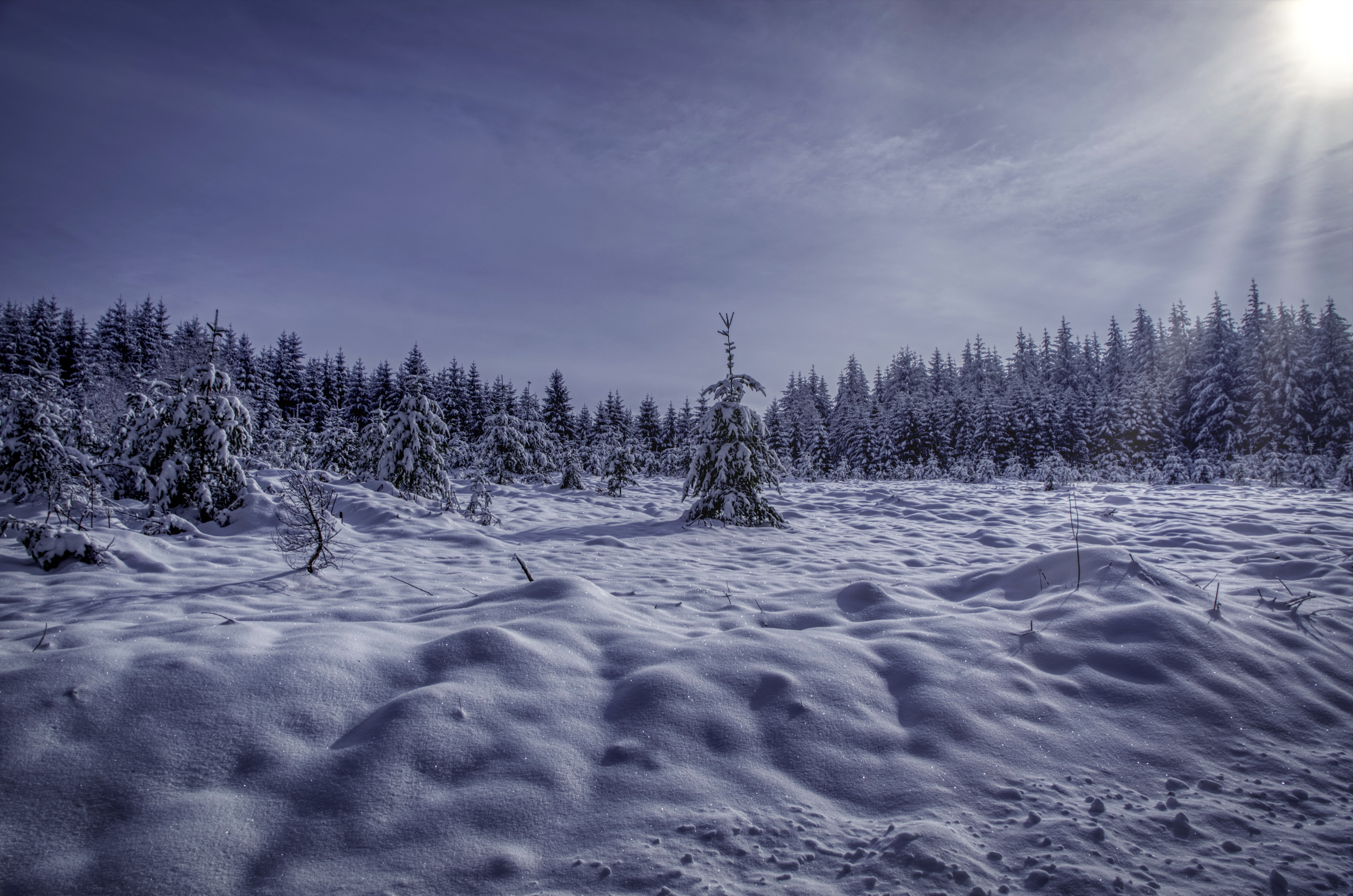 Laden Sie das Winter, Schnee, Wald, Morgen, Erde/natur-Bild kostenlos auf Ihren PC-Desktop herunter