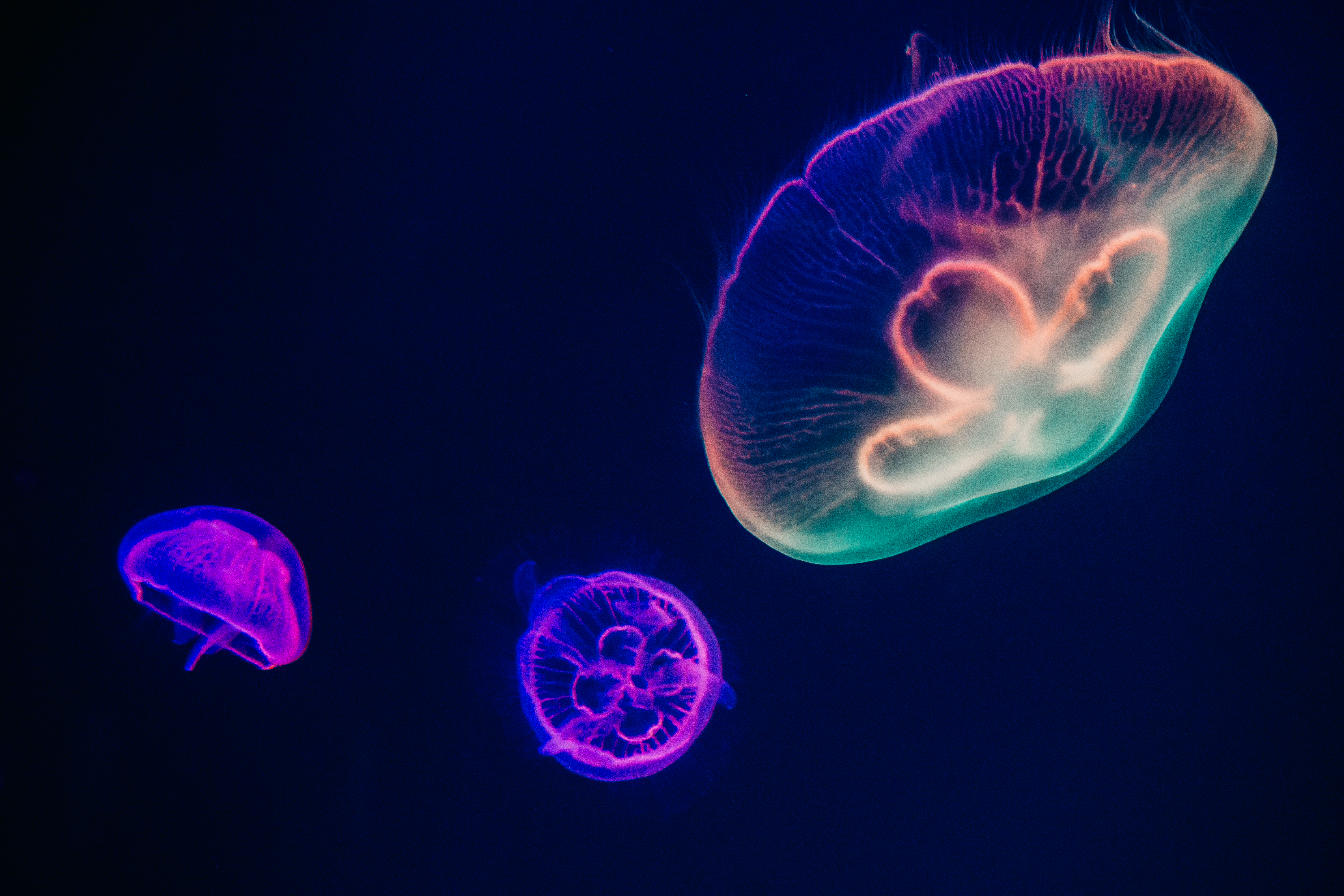 Download mobile wallpaper Jellyfish, Fishes, Animal, Underwater, Sea Life for free.