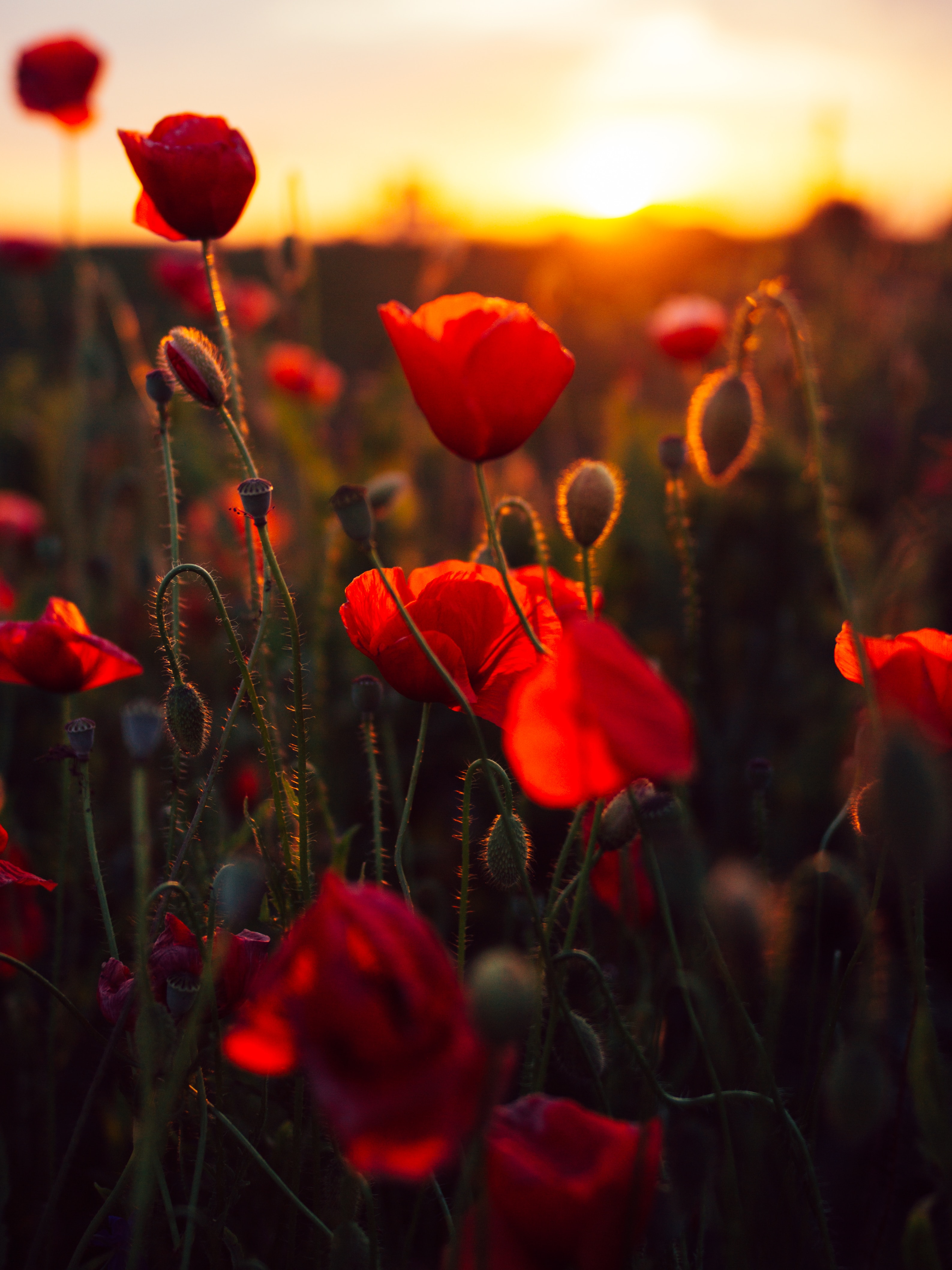 poppies, flowers, sunset, red, field cell phone wallpapers