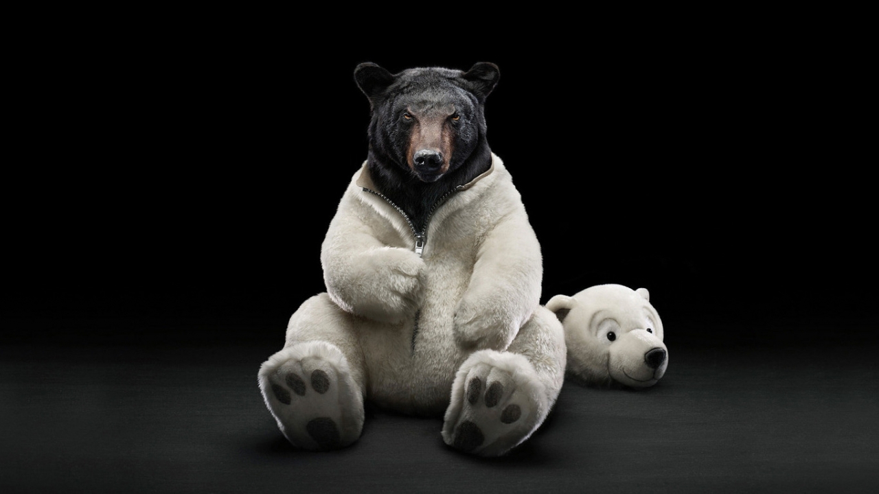 Baixar papel de parede para celular de Animais, Bears, Engraçado gratuito.
