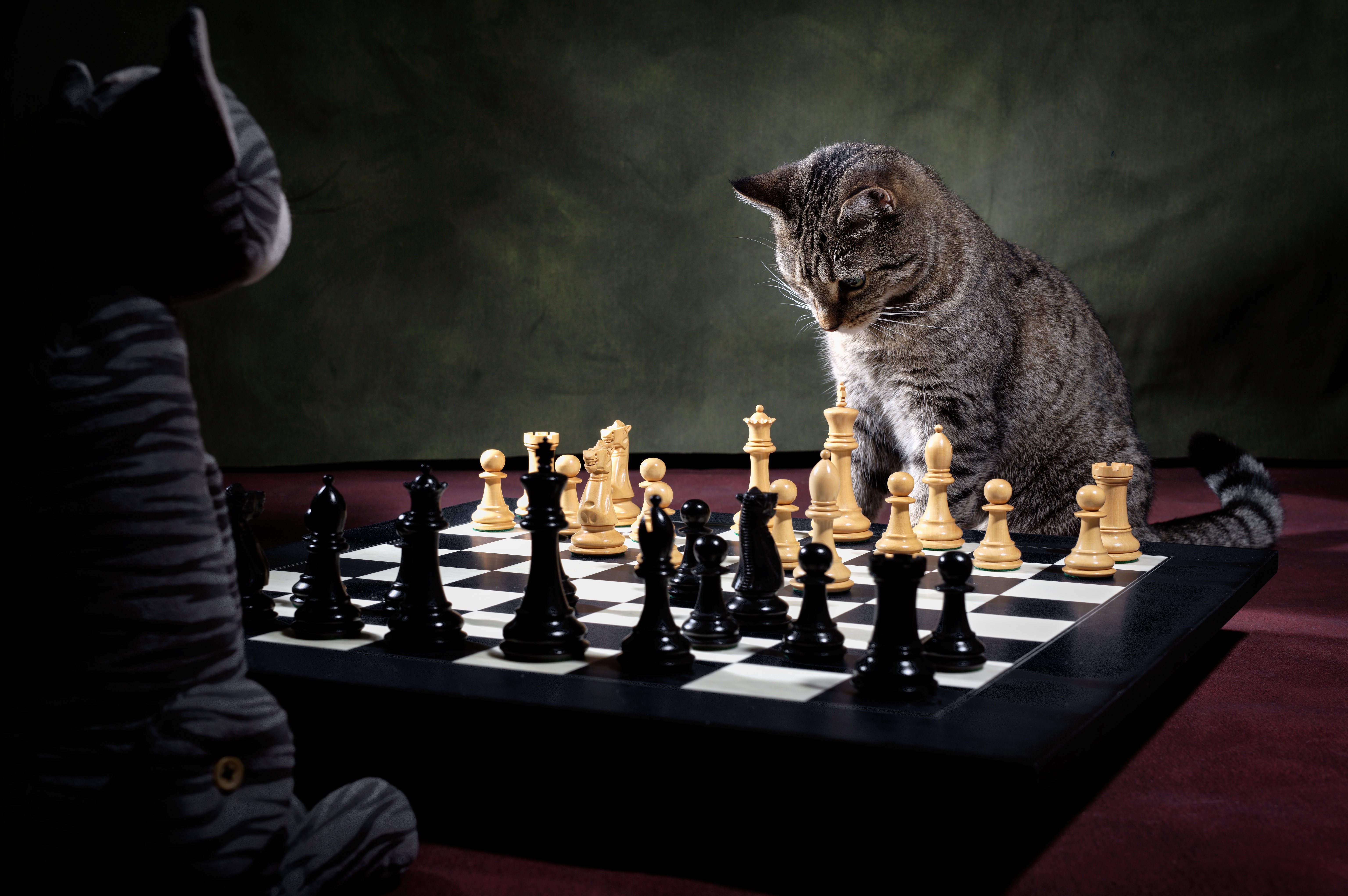 Скачать обои бесплатно Животные, Шахматы, Кошка, Кошки картинка на рабочий стол ПК