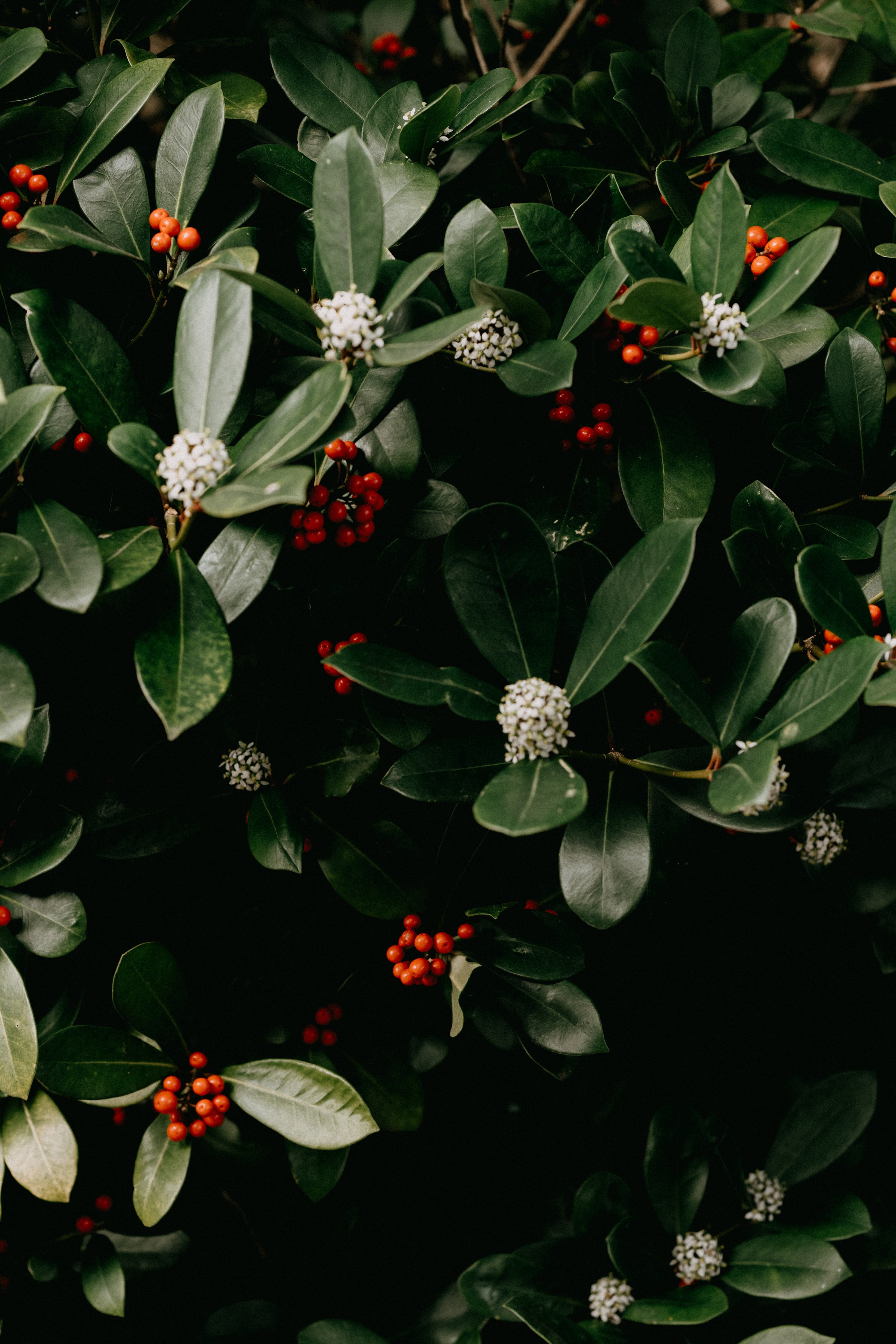 Free download wallpaper Berries, Bush, Macro, Leaves, Flowers, Plant on your PC desktop