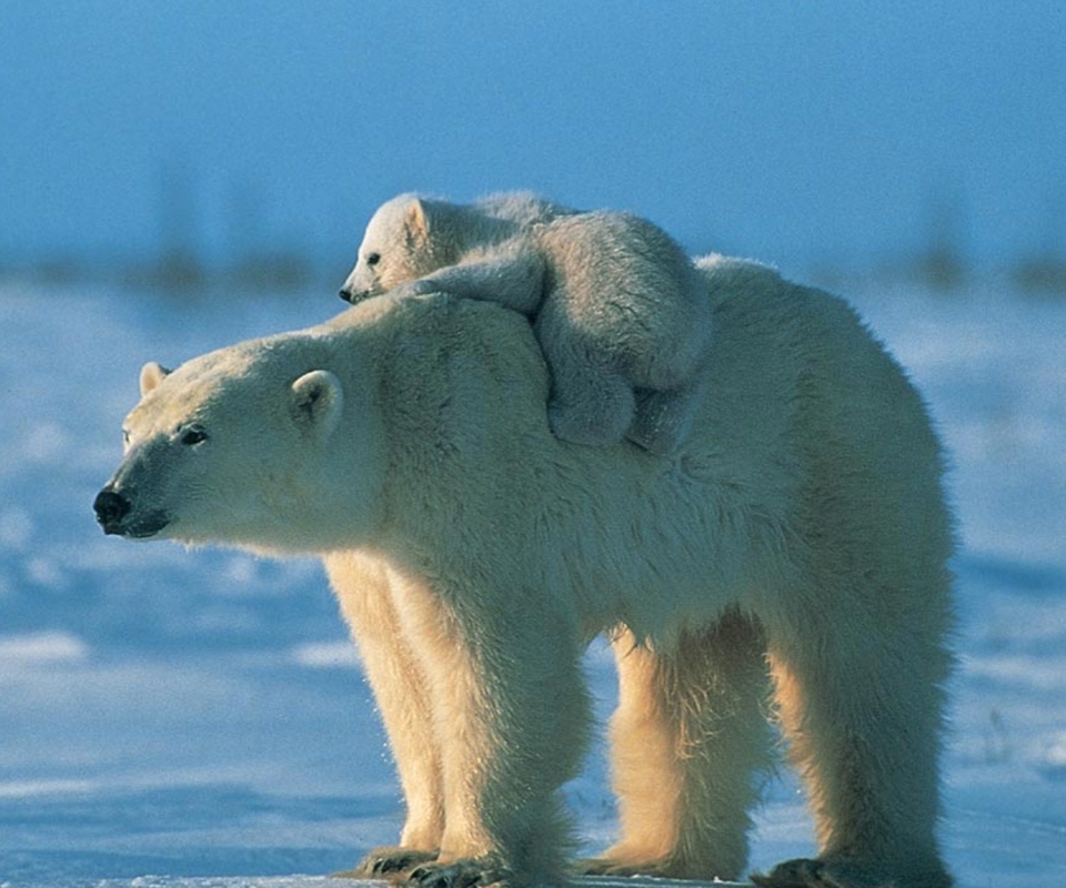 Download mobile wallpaper Bears, Animal, Polar Bear, Cub for free.