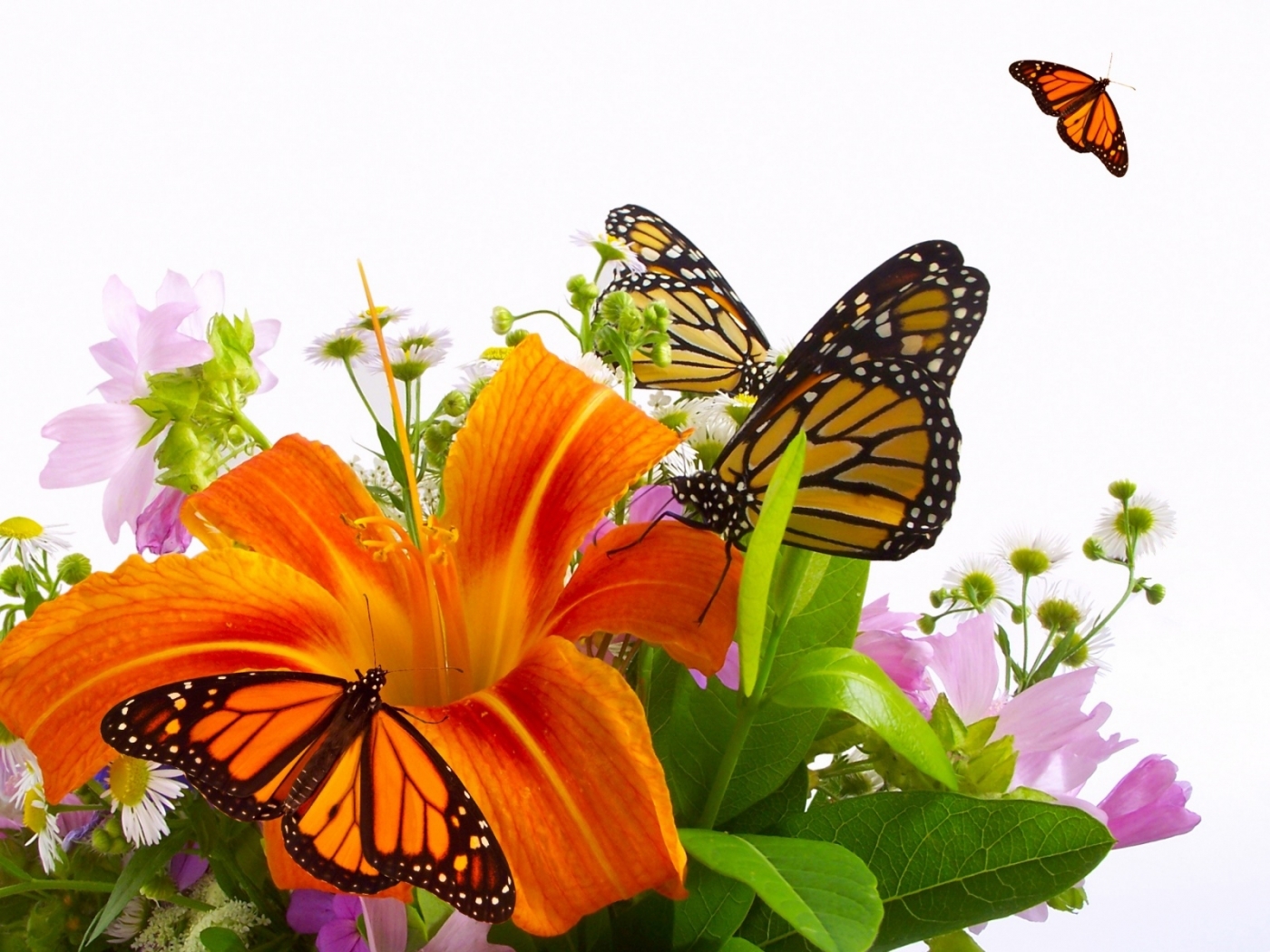 40279 descargar imagen mariposas, insectos: fondos de pantalla y protectores de pantalla gratis