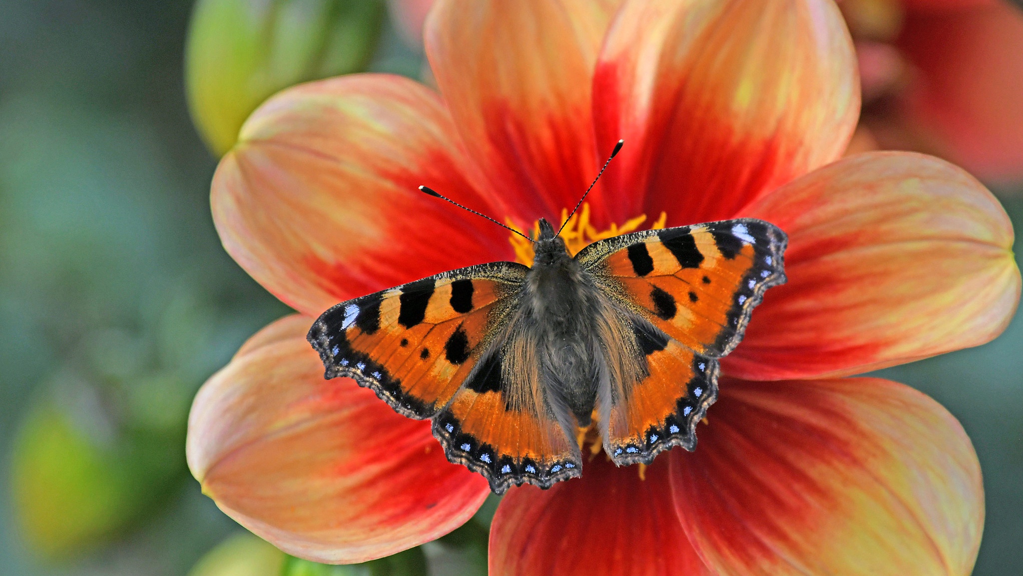 Free download wallpaper Flower, Macro, Insect, Butterfly, Animal on your PC desktop