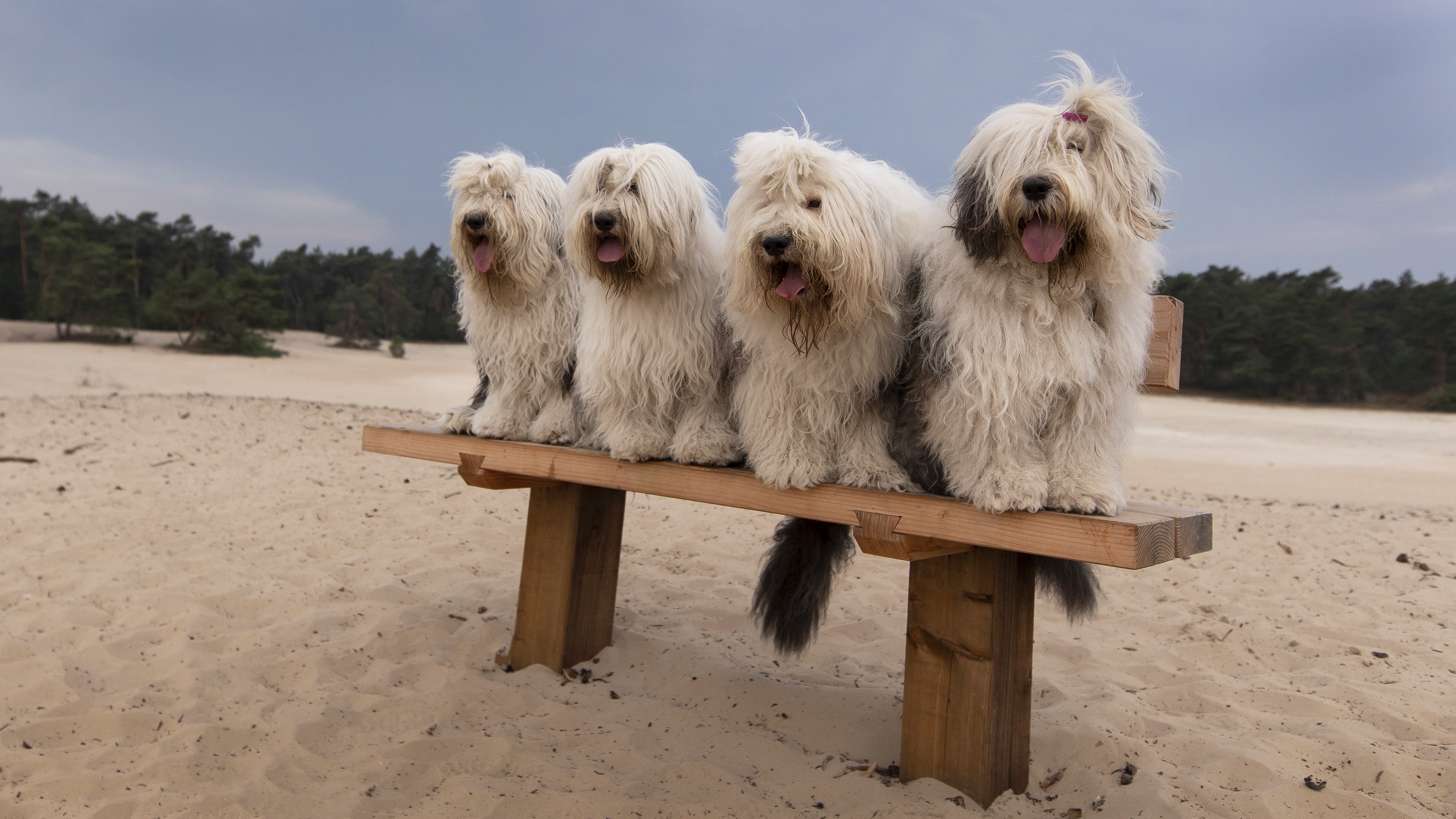 Скачать картинку Животные, Собаки, Пляж, Песок, Собака в телефон бесплатно.