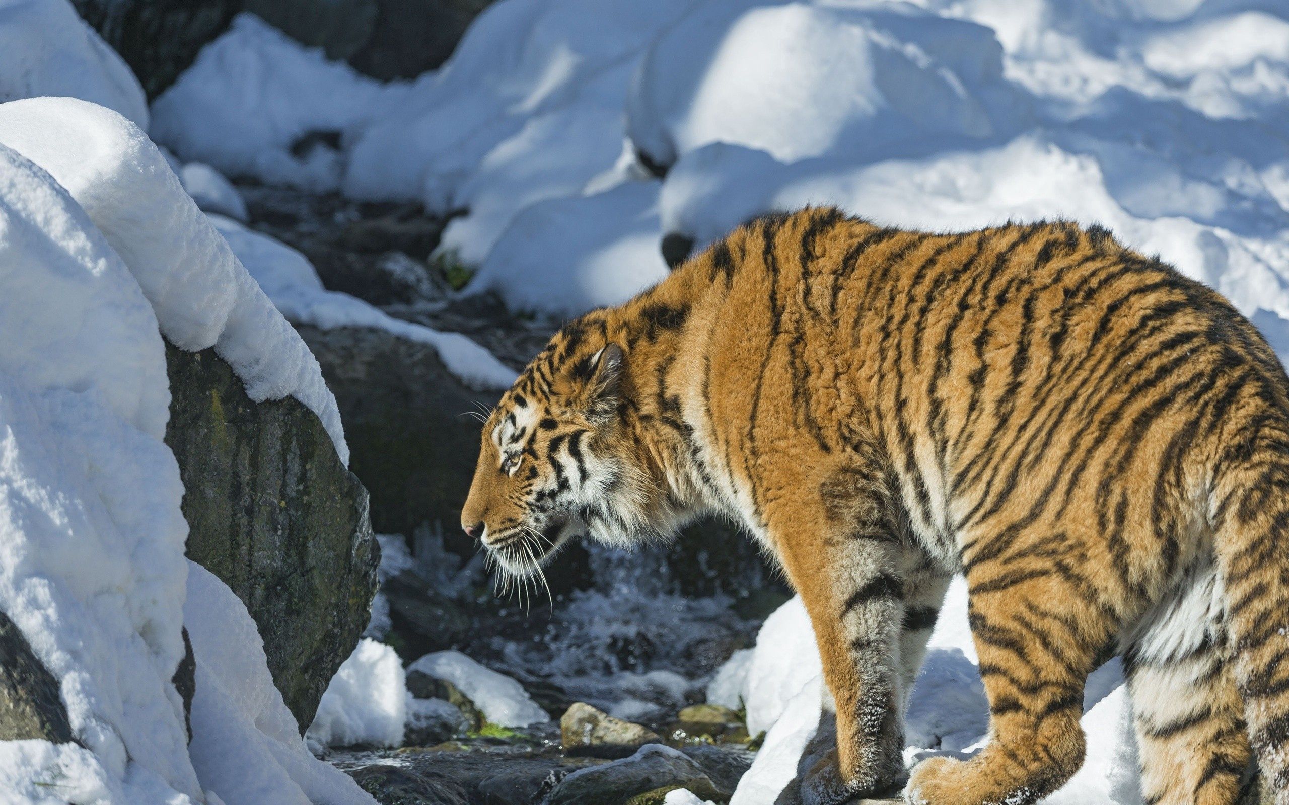 Скачать картинку Животные, Снег, Хищник, Тигр в телефон бесплатно.