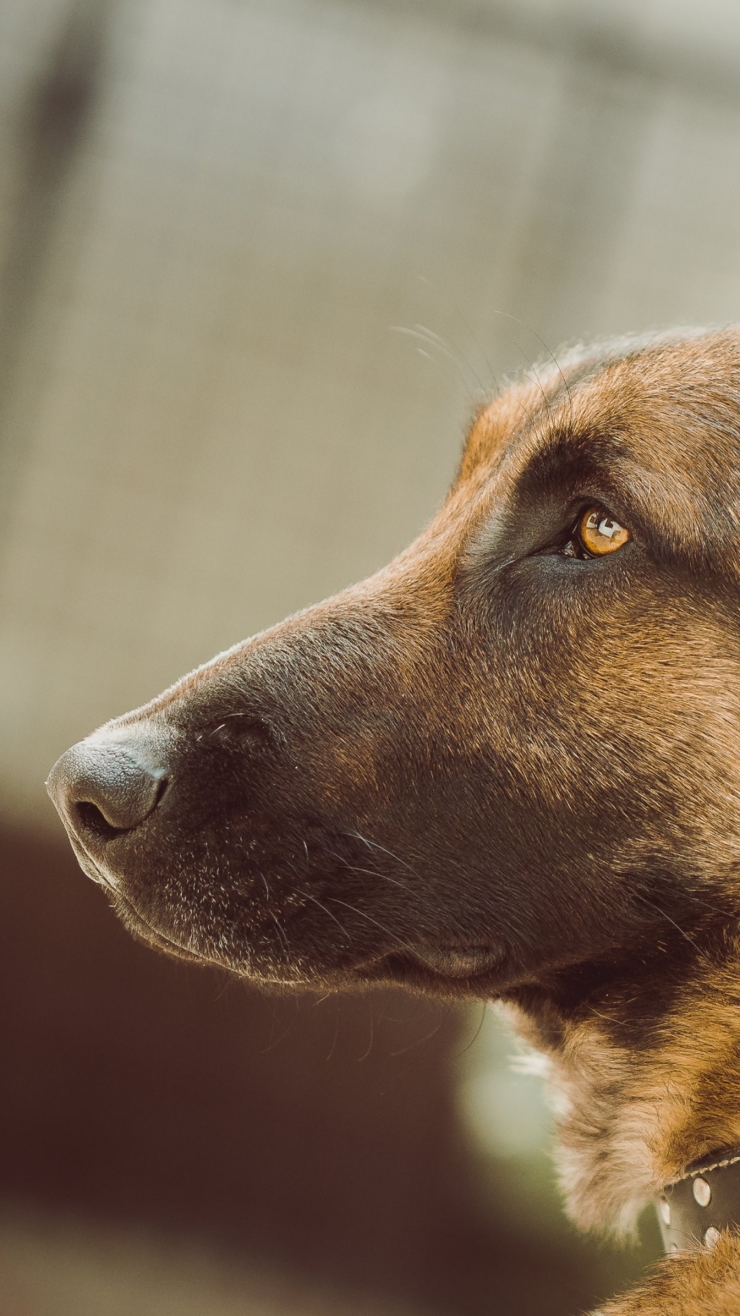 Handy-Wallpaper Tiere, Hunde, Hund, Schäferhund kostenlos herunterladen.