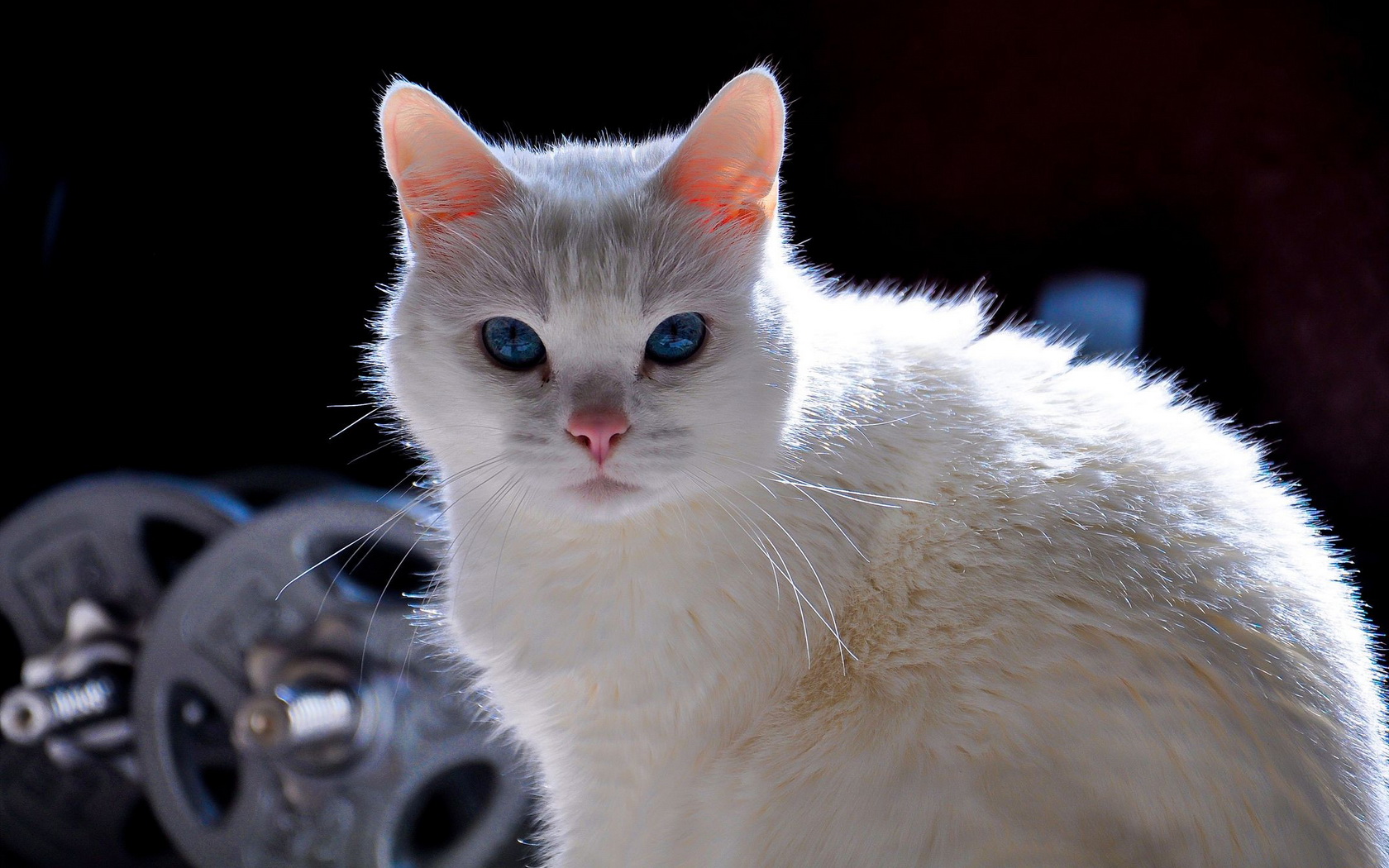 Baixe gratuitamente a imagem Gato, Gatos, Animais na área de trabalho do seu PC