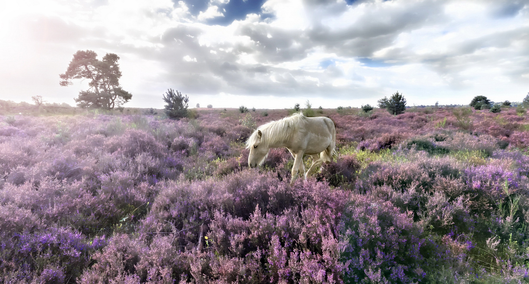 Download mobile wallpaper Landscape, Nature, Animal, Cloud, Horse, Purple Flower for free.