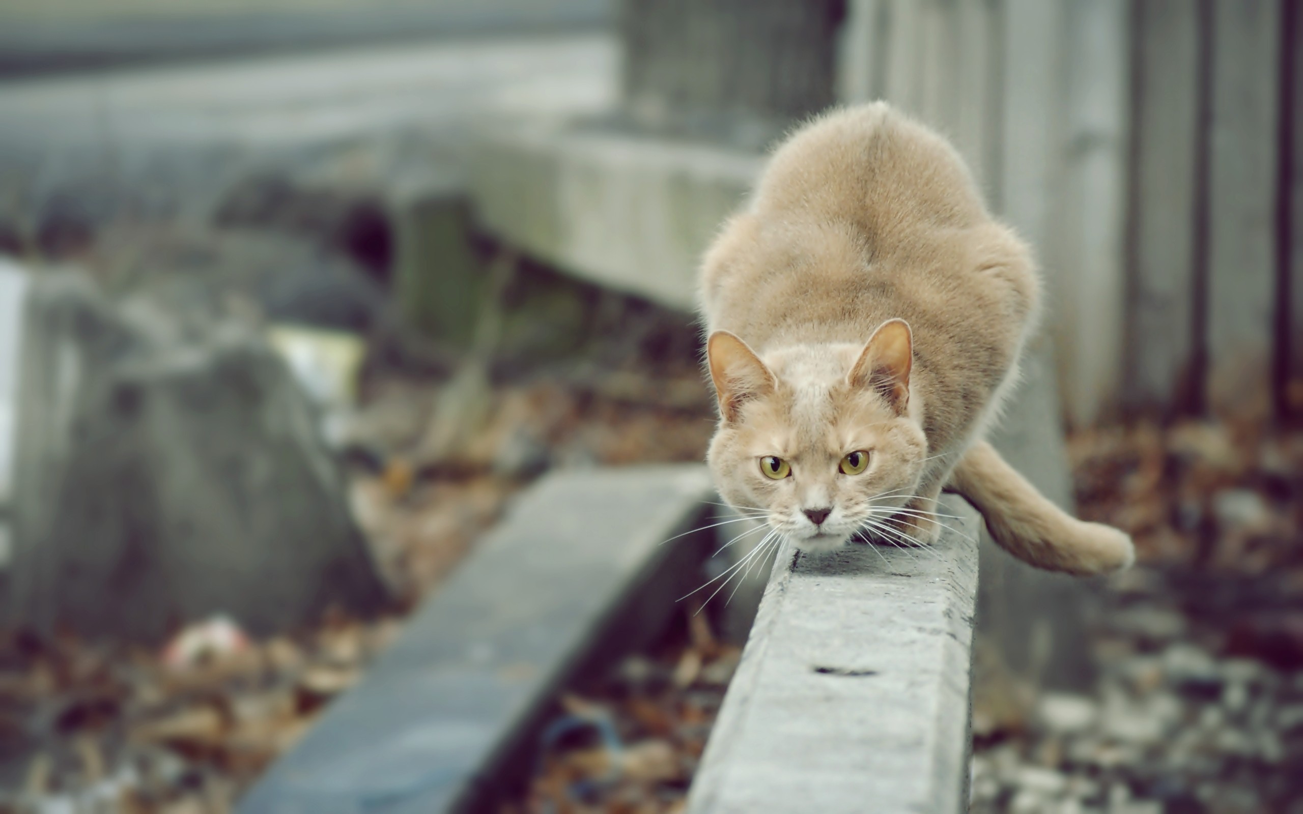 Baixar papel de parede para celular de Animais, Gatos, Gato gratuito.