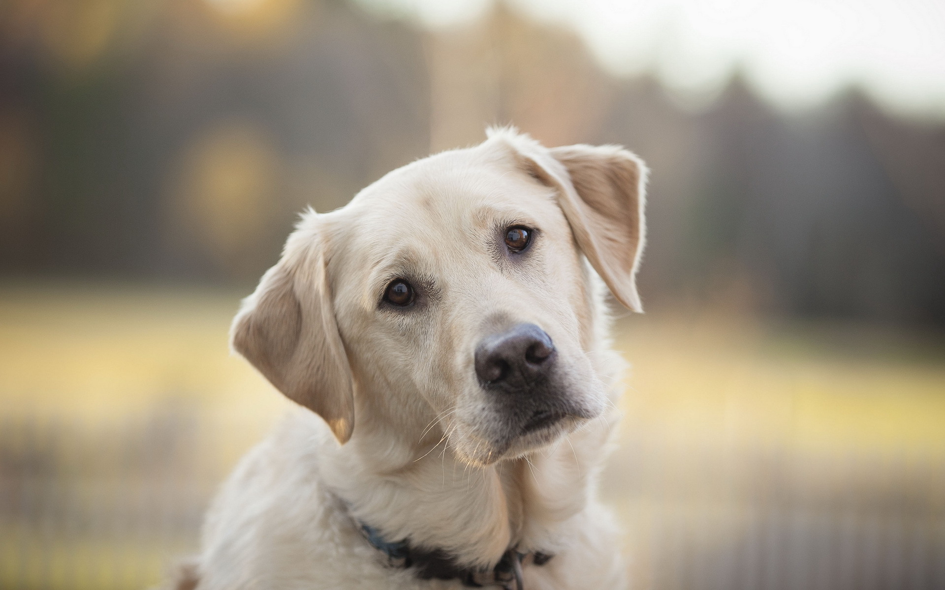 Baixar papel de parede para celular de Labrador Retriever, Cães, Animais gratuito.