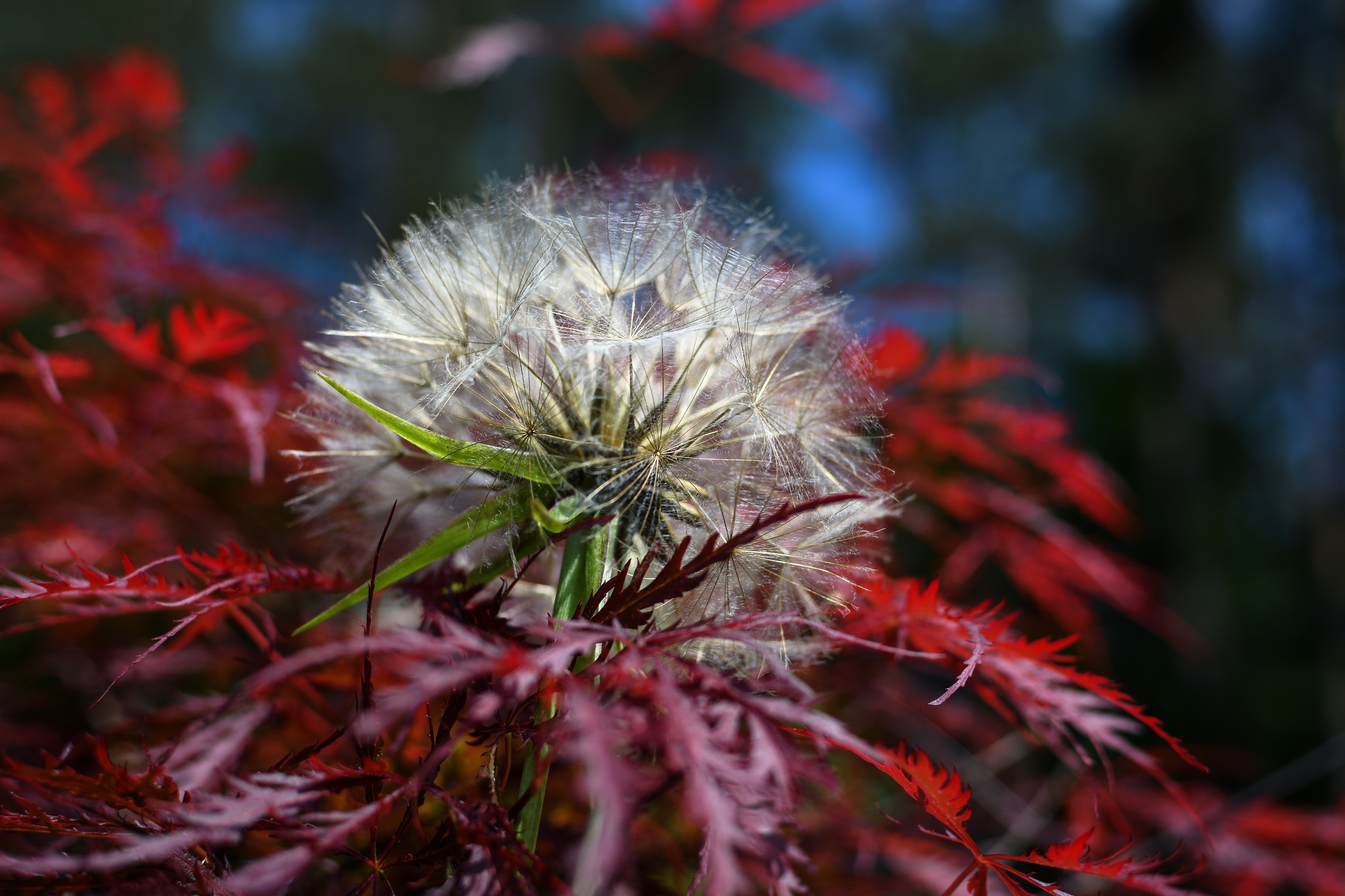 Скачать картинку Японский Клен, Пух, Растение, Одуванчик, Цветы в телефон бесплатно.