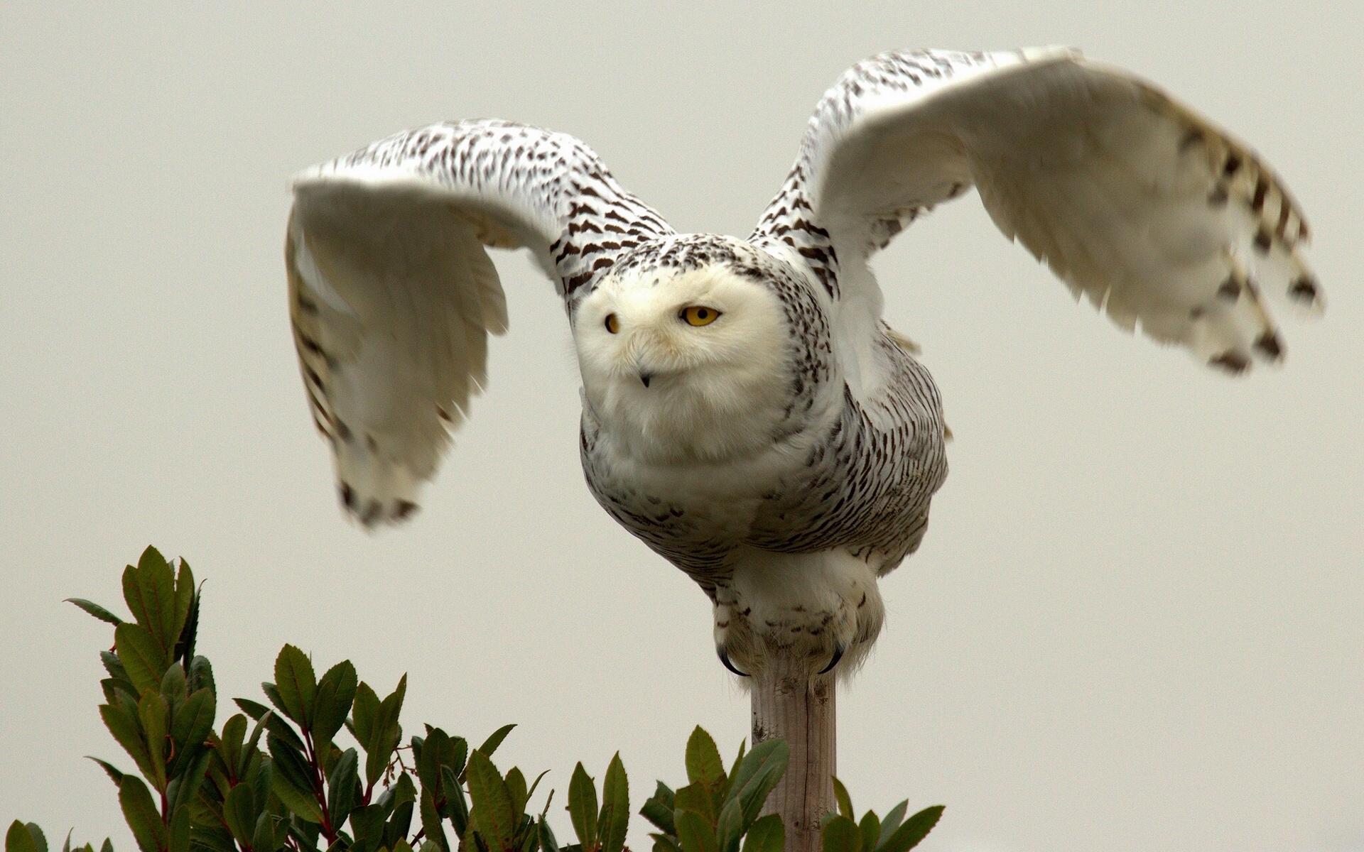Download mobile wallpaper Snowy Owl, Birds, Animal for free.