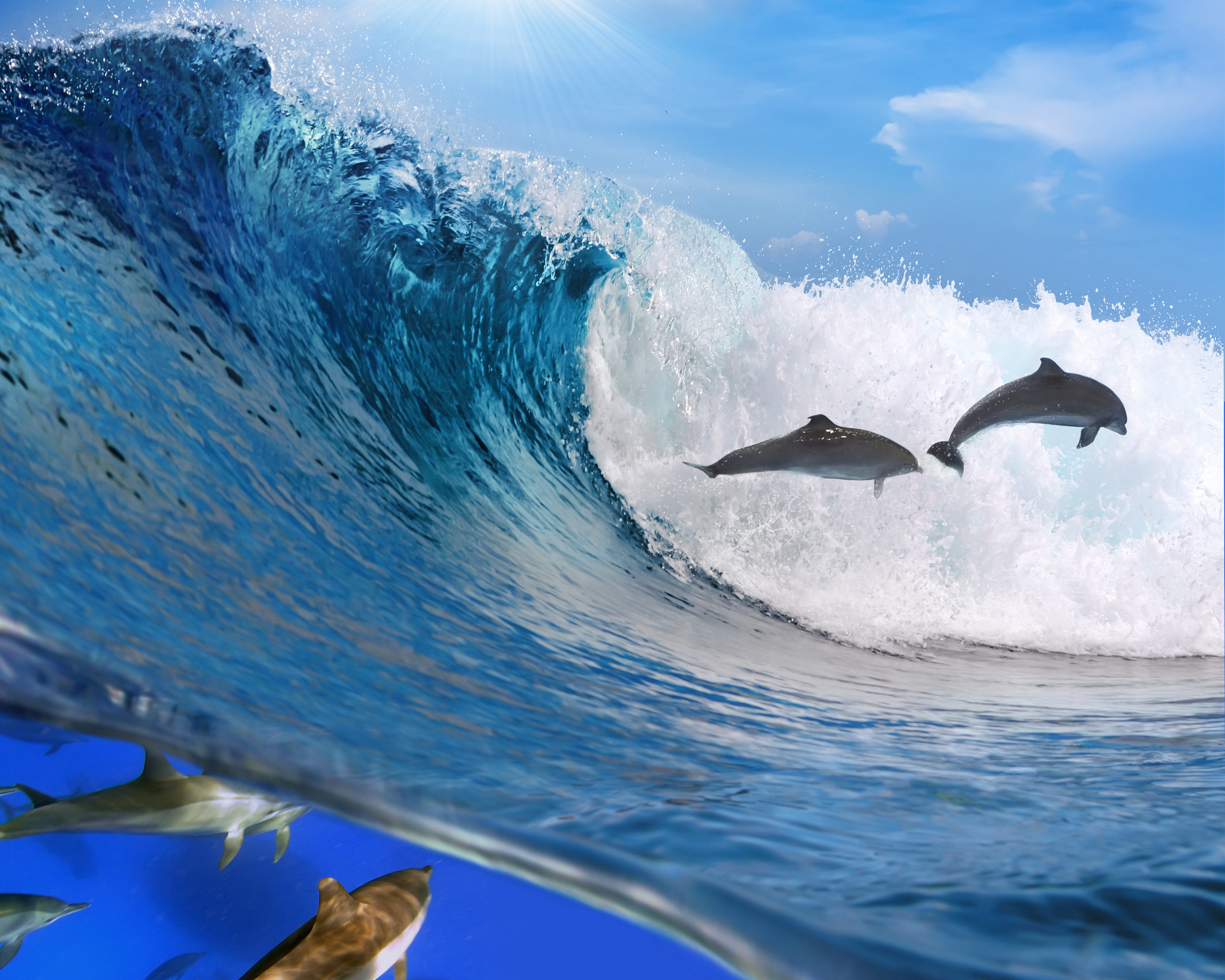 Скачать обои бесплатно Дельфины, Волна, Свобода, Океан, Животные картинка на рабочий стол ПК
