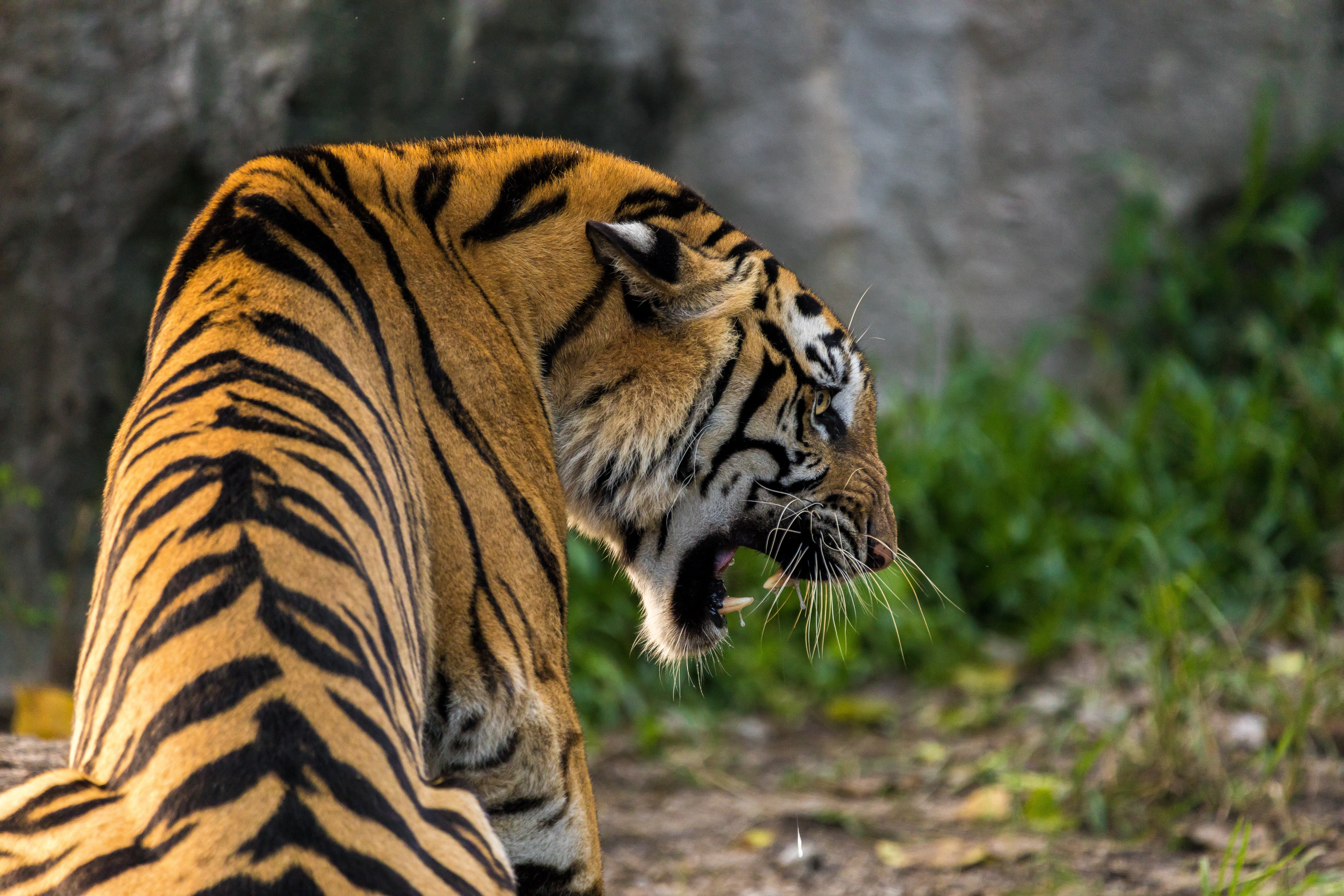 Download mobile wallpaper Fangs, Predator, Animals, Grin, Tiger for free.