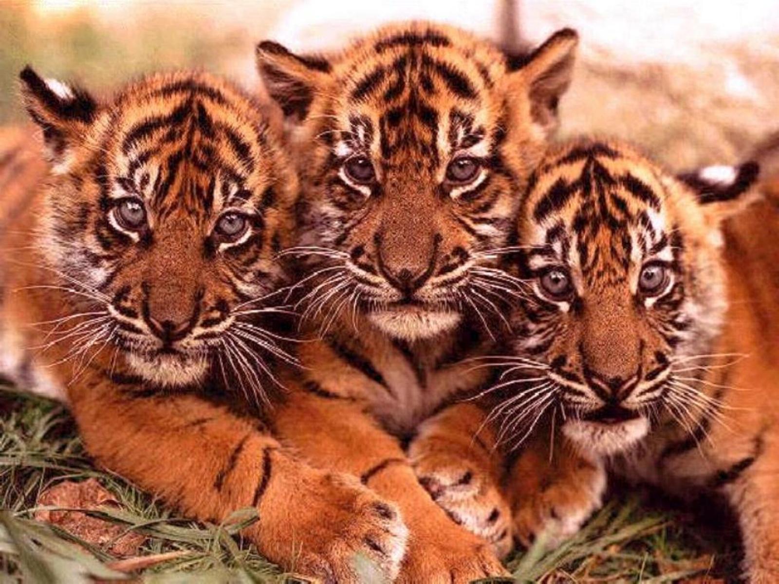 14272 descargar imagen animales, tigres, rojo: fondos de pantalla y protectores de pantalla gratis