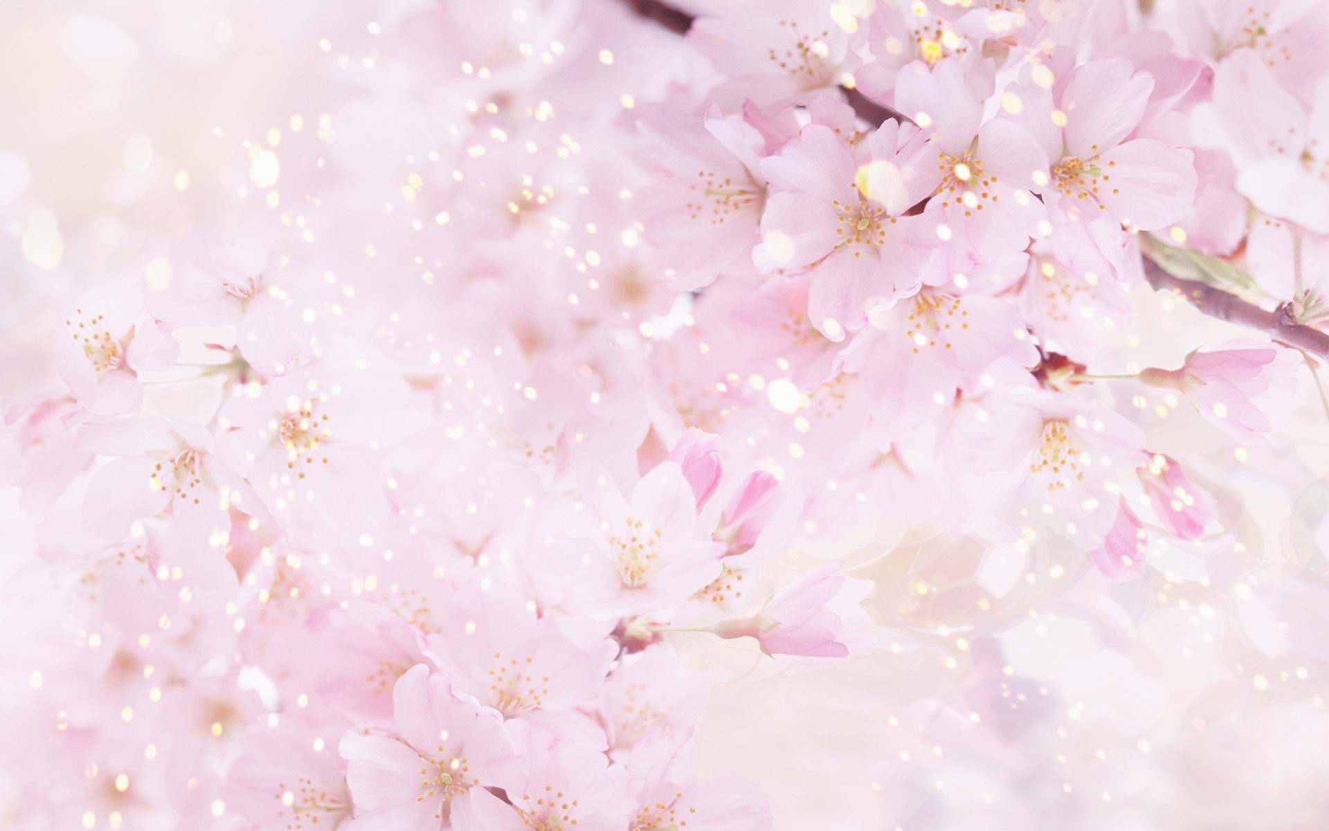 Завантажити шпалери безкоштовно Сакура, Квітка, Цвітіння, Земля, Рожева Квітка, Флауерзи картинка на робочий стіл ПК