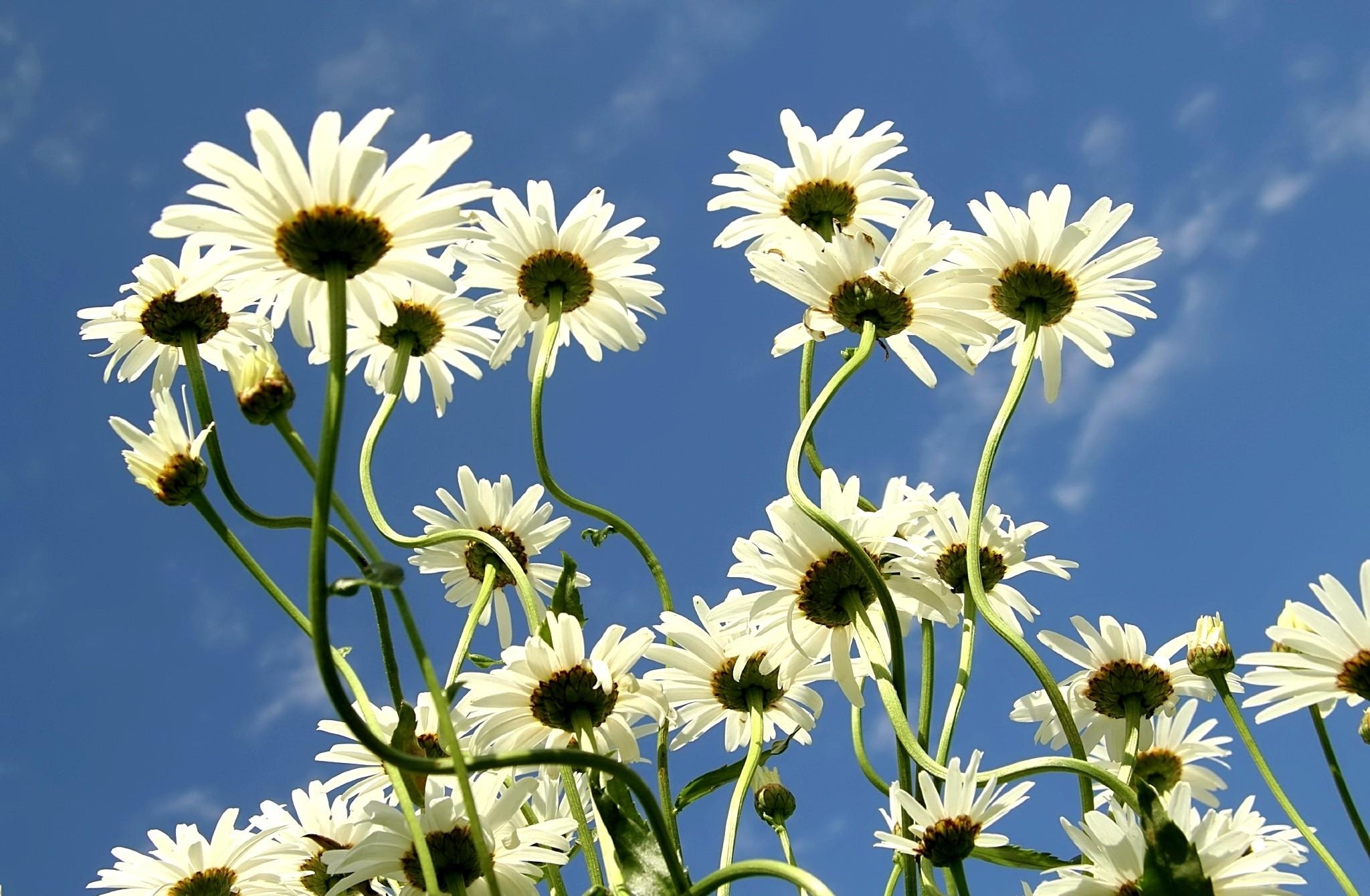 Laden Sie das Sky, Clouds, Kamille, Blumen, Sommer-Bild kostenlos auf Ihren PC-Desktop herunter