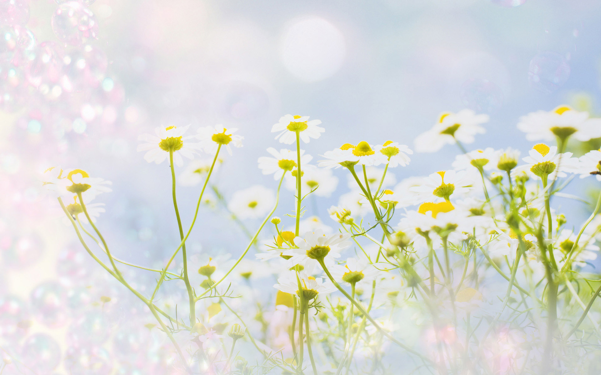 Descarga gratis la imagen Flores, Flor, Tierra/naturaleza en el escritorio de tu PC