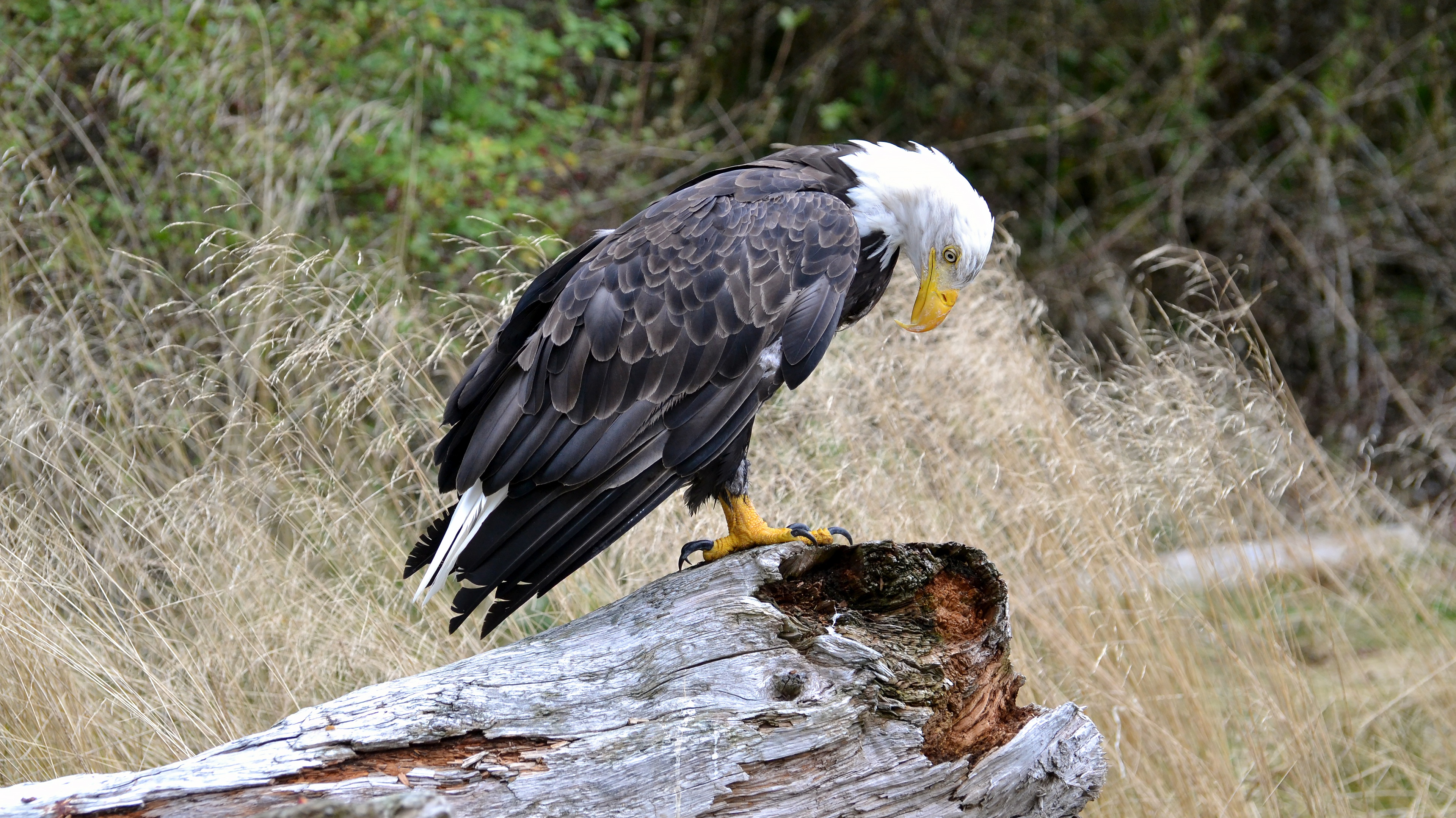 Descarga gratuita de fondo de pantalla para móvil de Animales, Águila Calva, Aves, Ave, Ave De Rapiña.