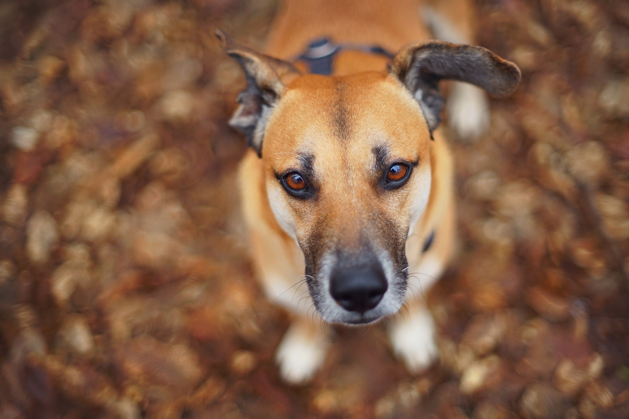 Baixar papel de parede para celular de Animais, Cães, Cão, Focinho gratuito.