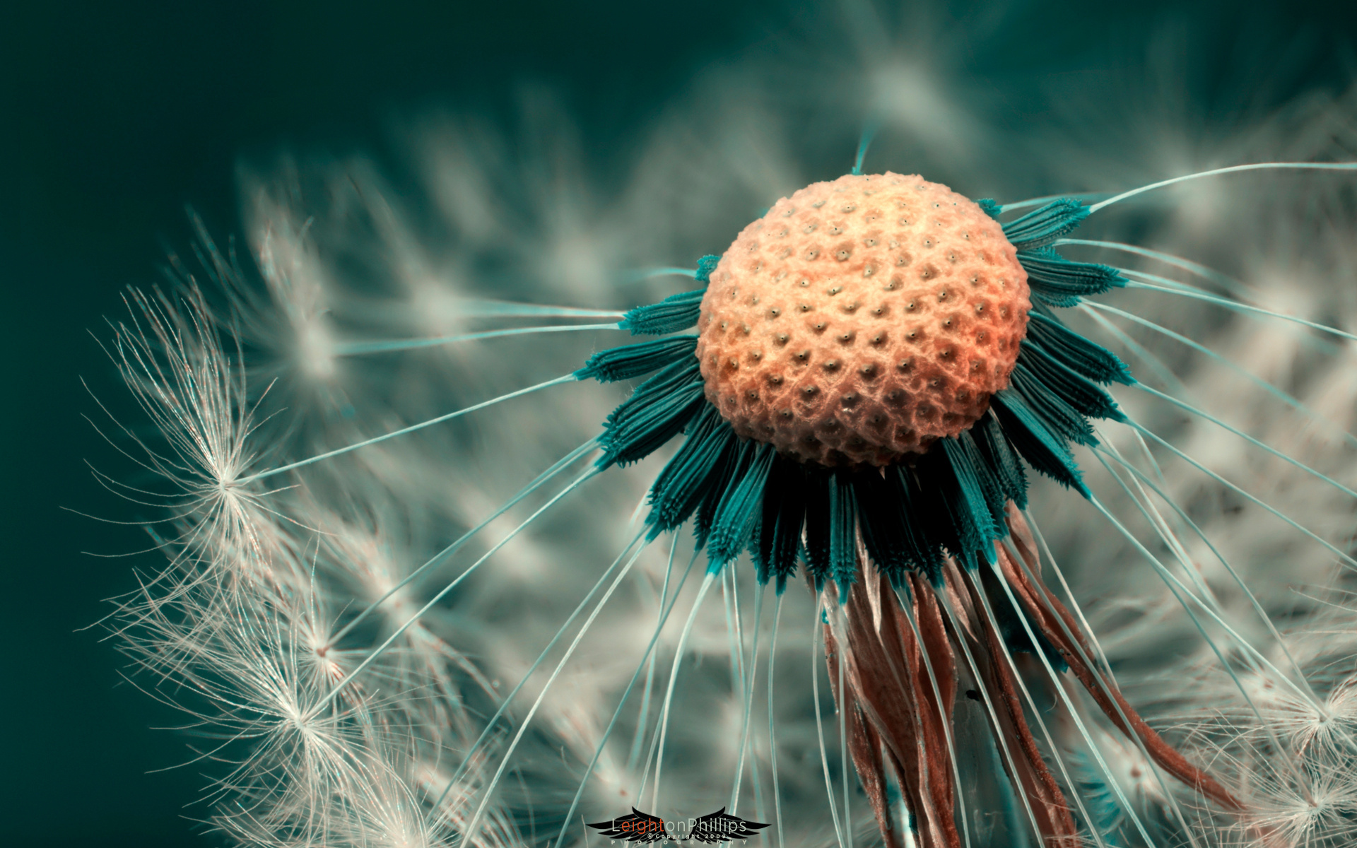 Free download wallpaper Earth, Dandelion on your PC desktop