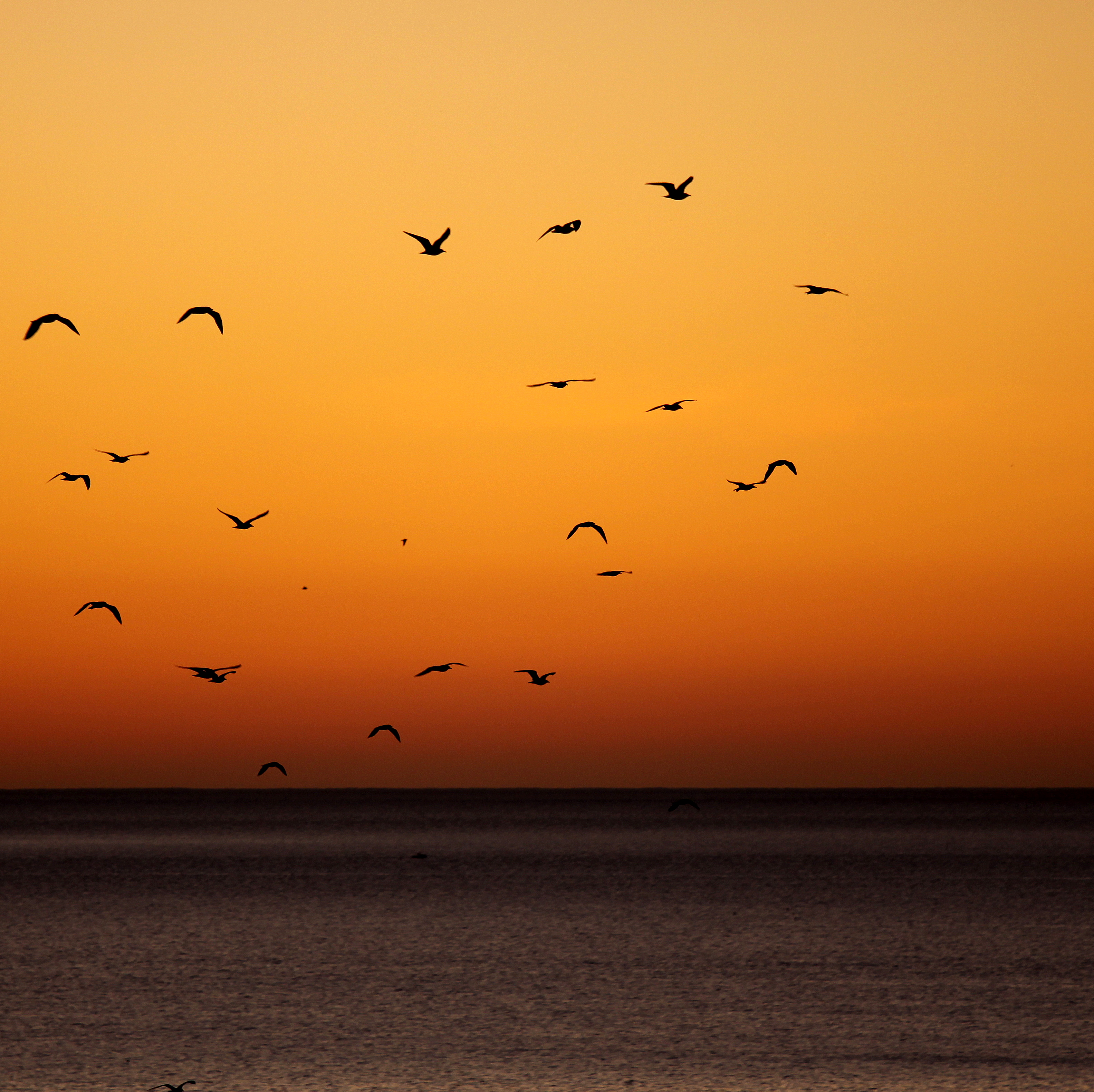 Free download wallpaper Birds, Sunset, Horizon, Sea, Dark on your PC desktop
