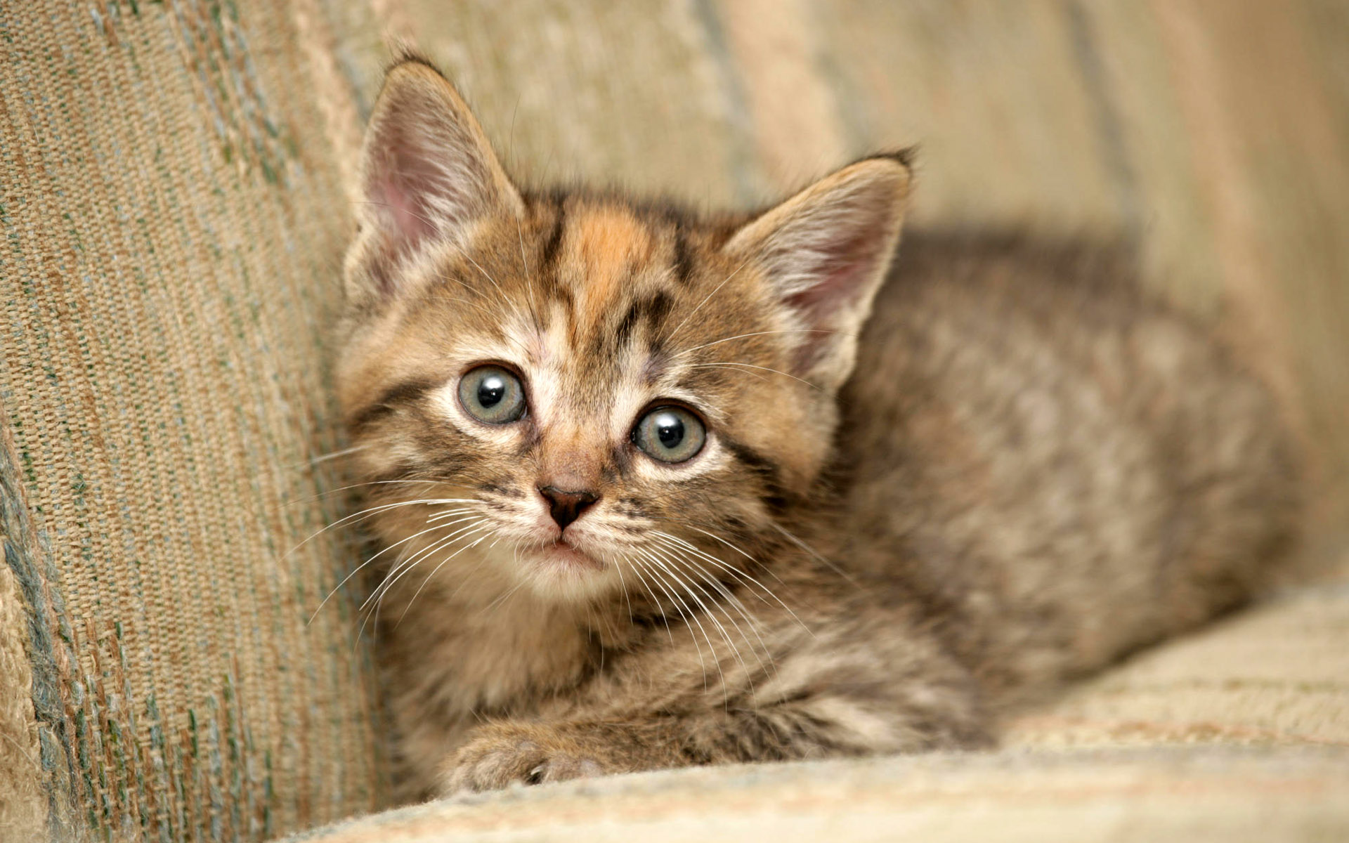 Baixar papel de parede para celular de Animais, Gato gratuito.